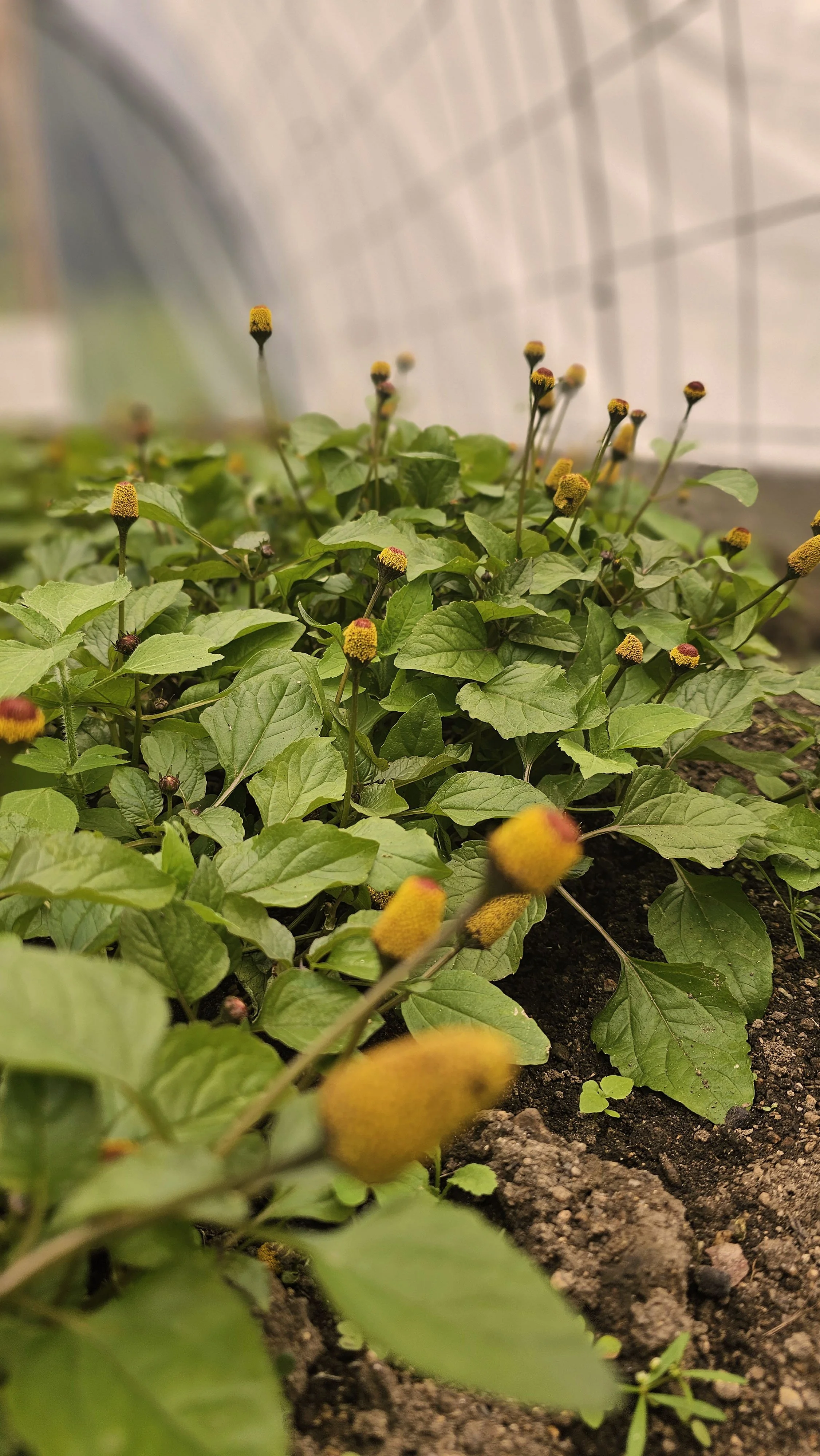 spotsgreenhouse.jpg
