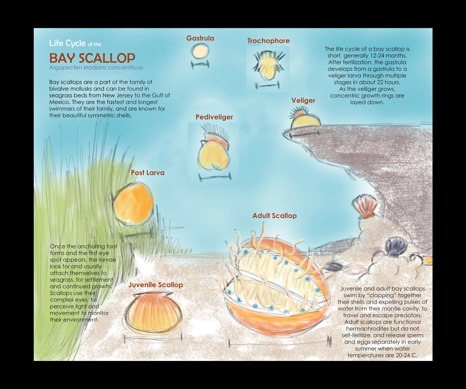 BayScallopProgress2.JPG