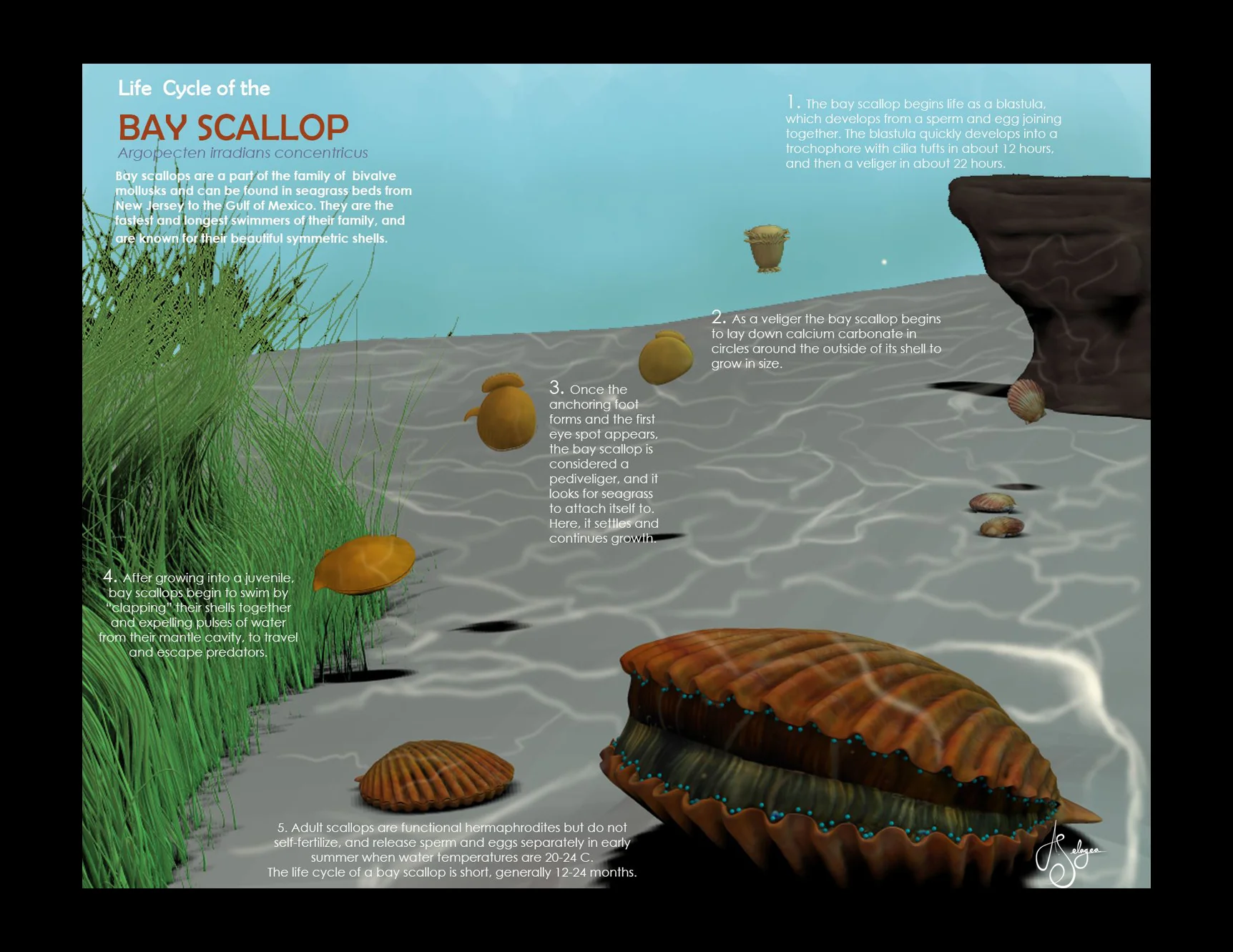 BayScallopProgress4.JPG