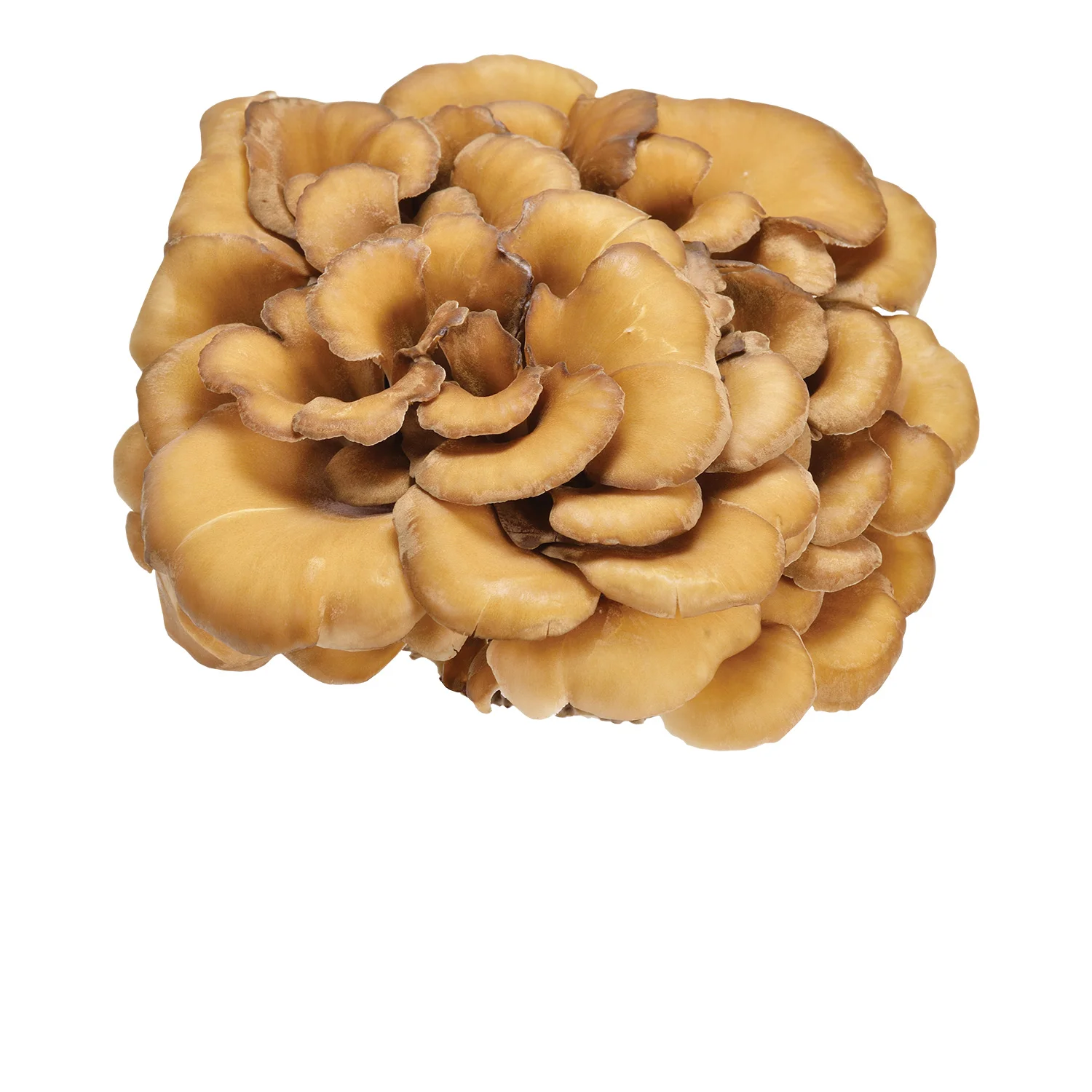 Maitake.jpg