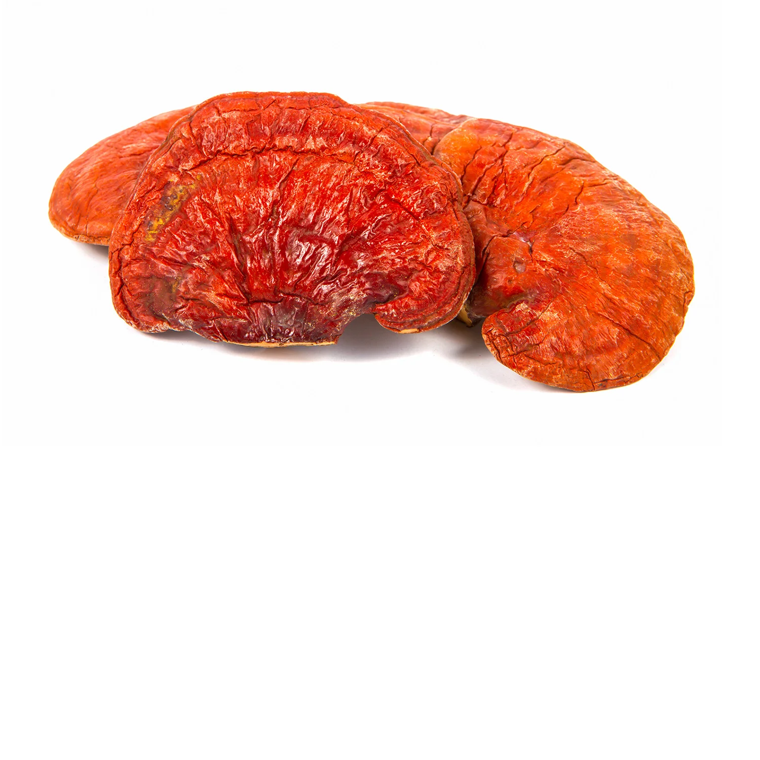 Reishi.jpg