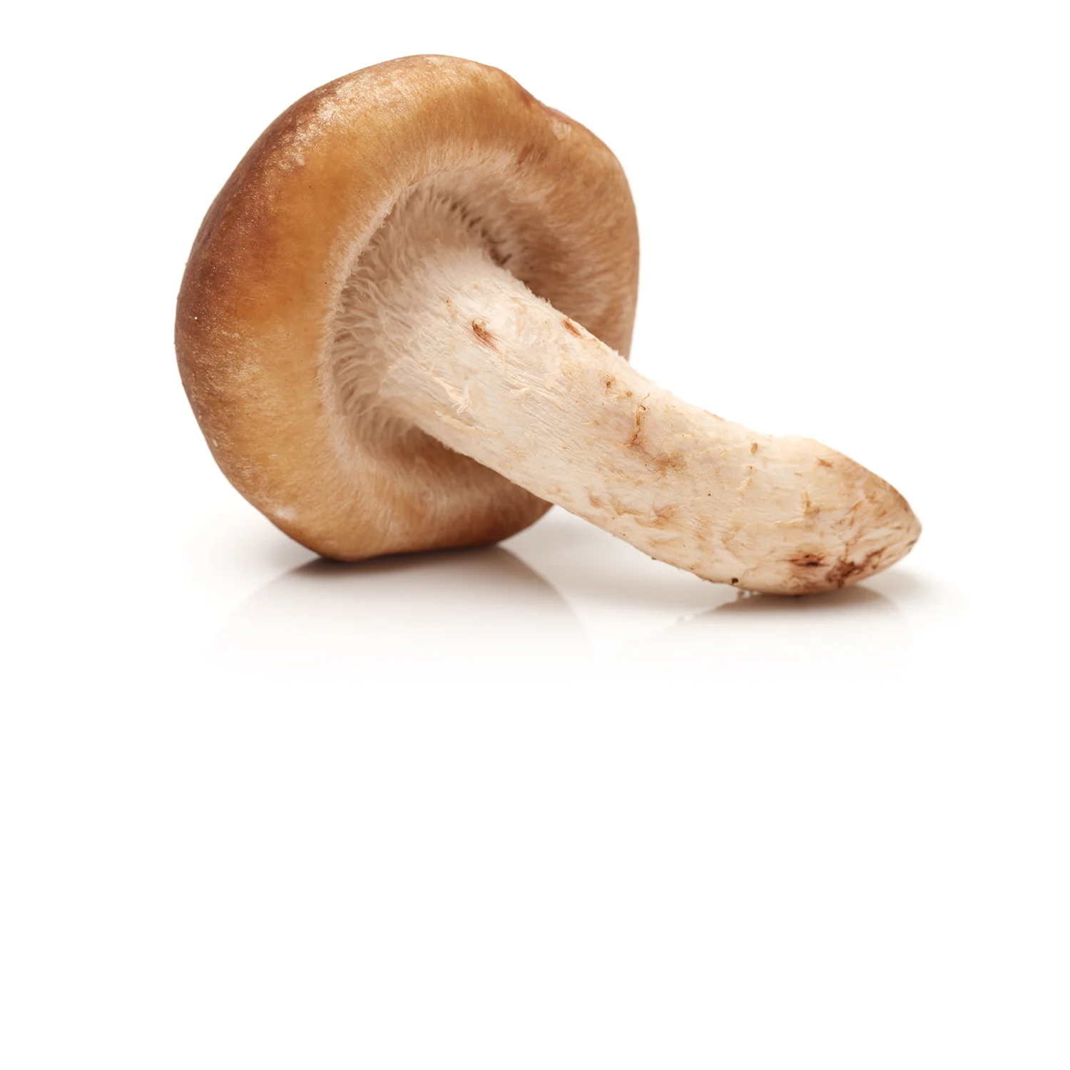 Shiitake.jpg