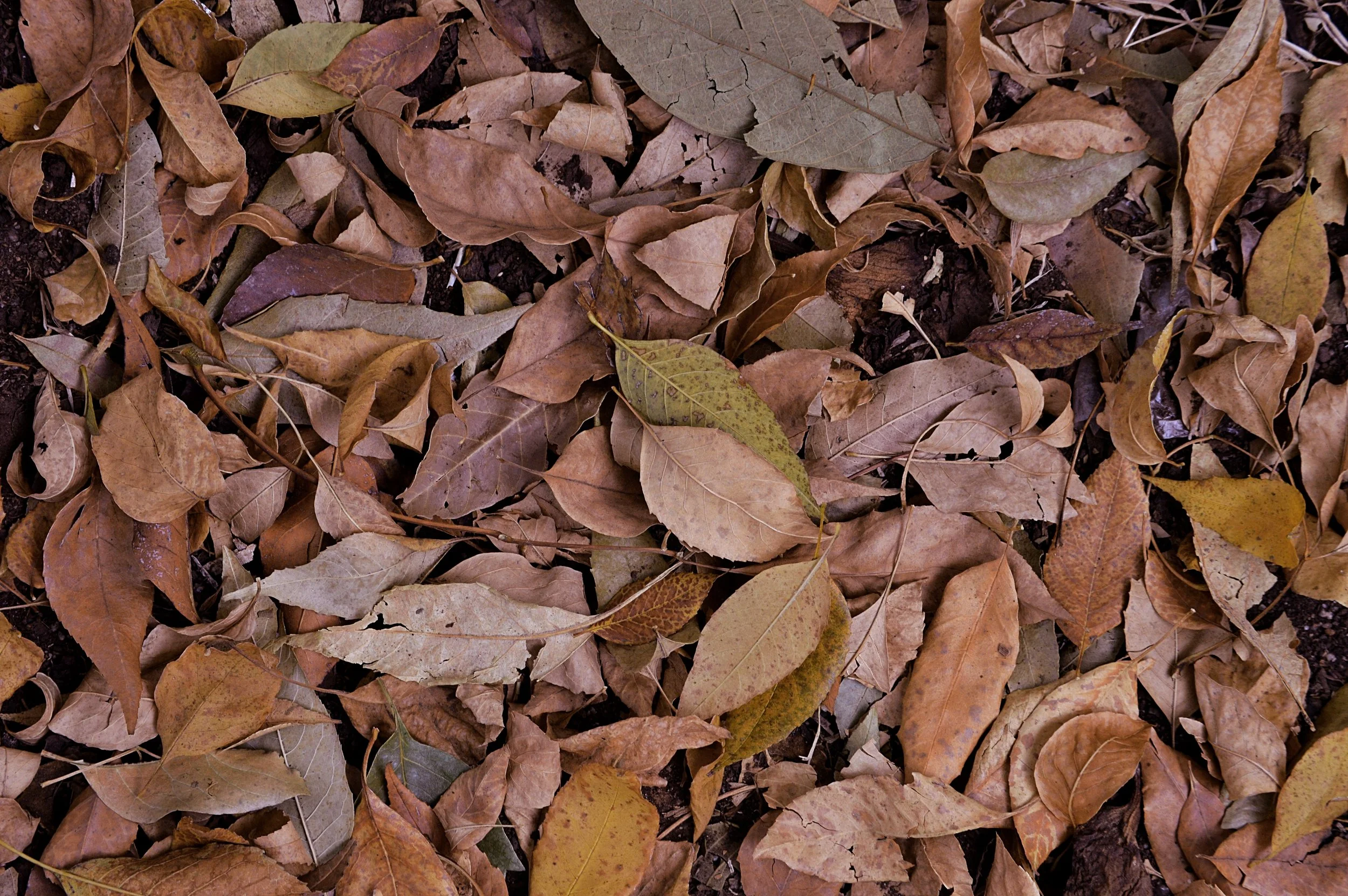 MI Theory Featured in Zimbabwean News