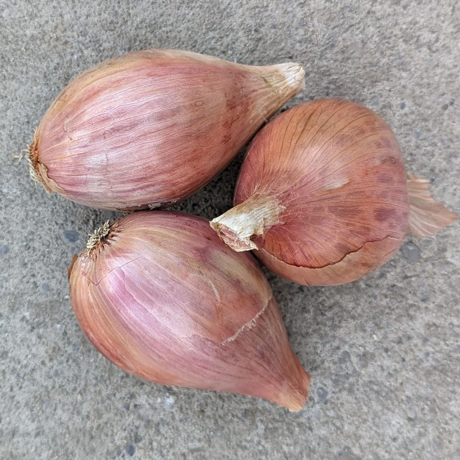 First Cut Farm - 20lb Shallots