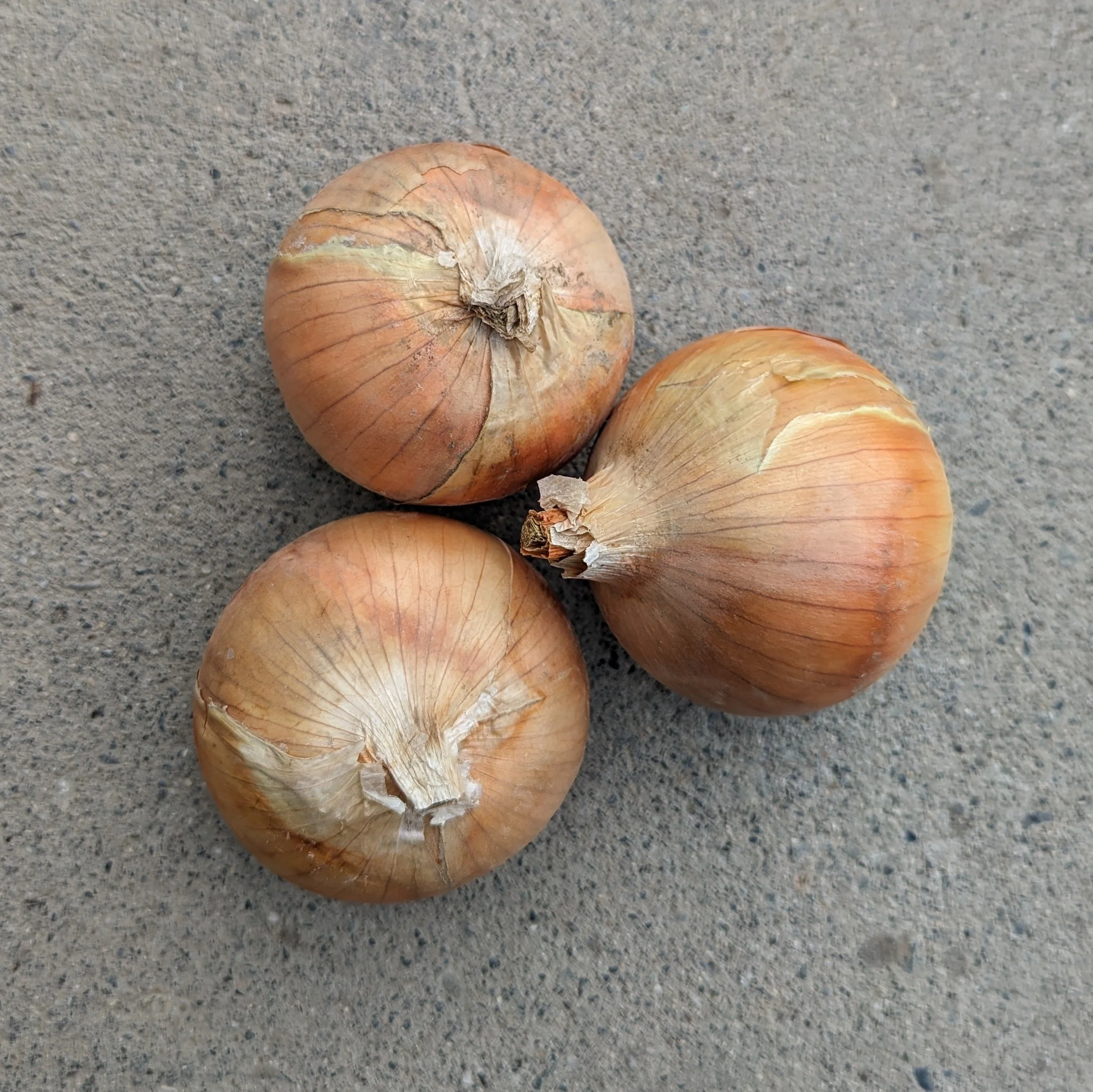 onions yellow 23.jpg