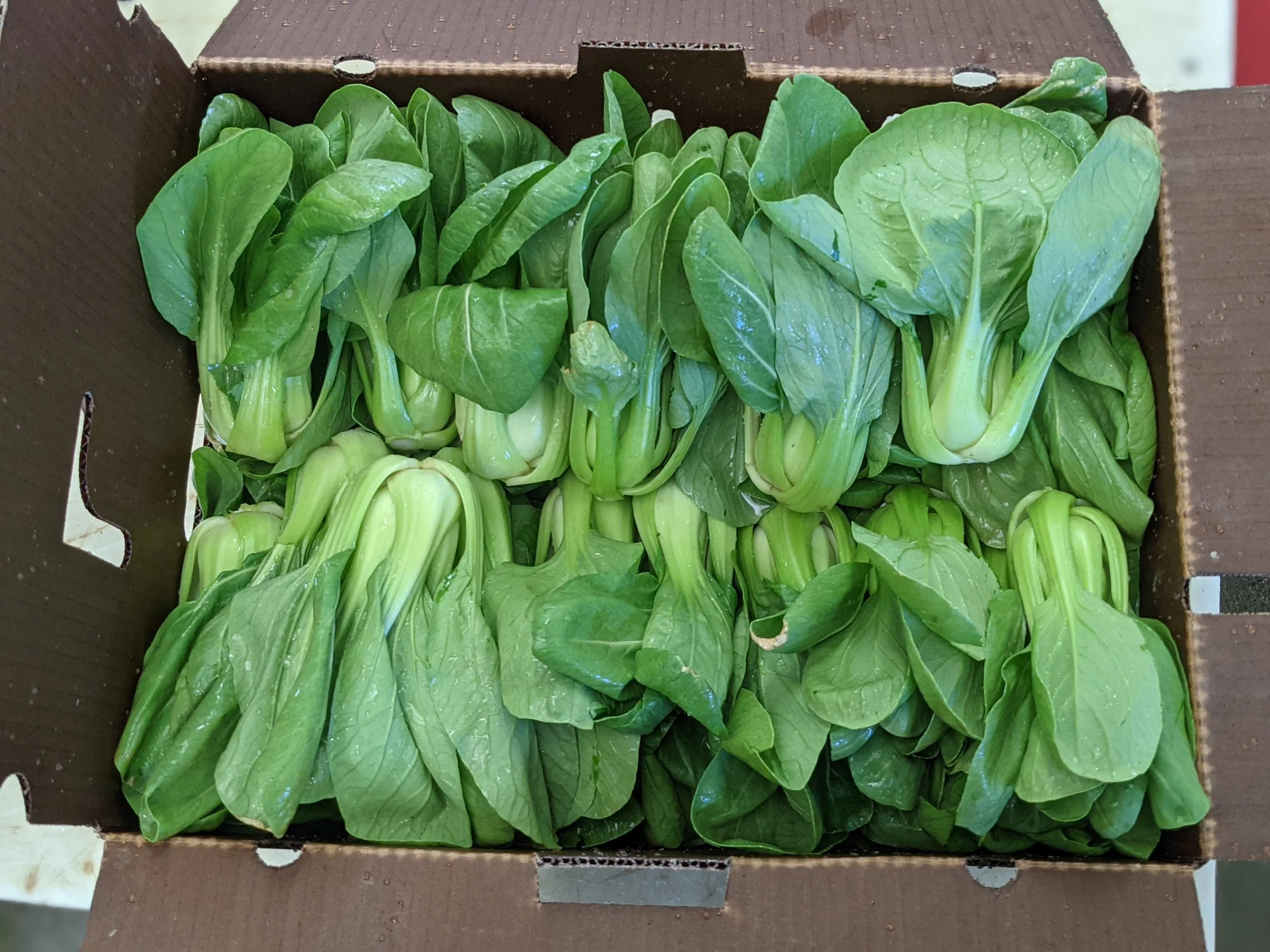 bok choy loose.jpg
