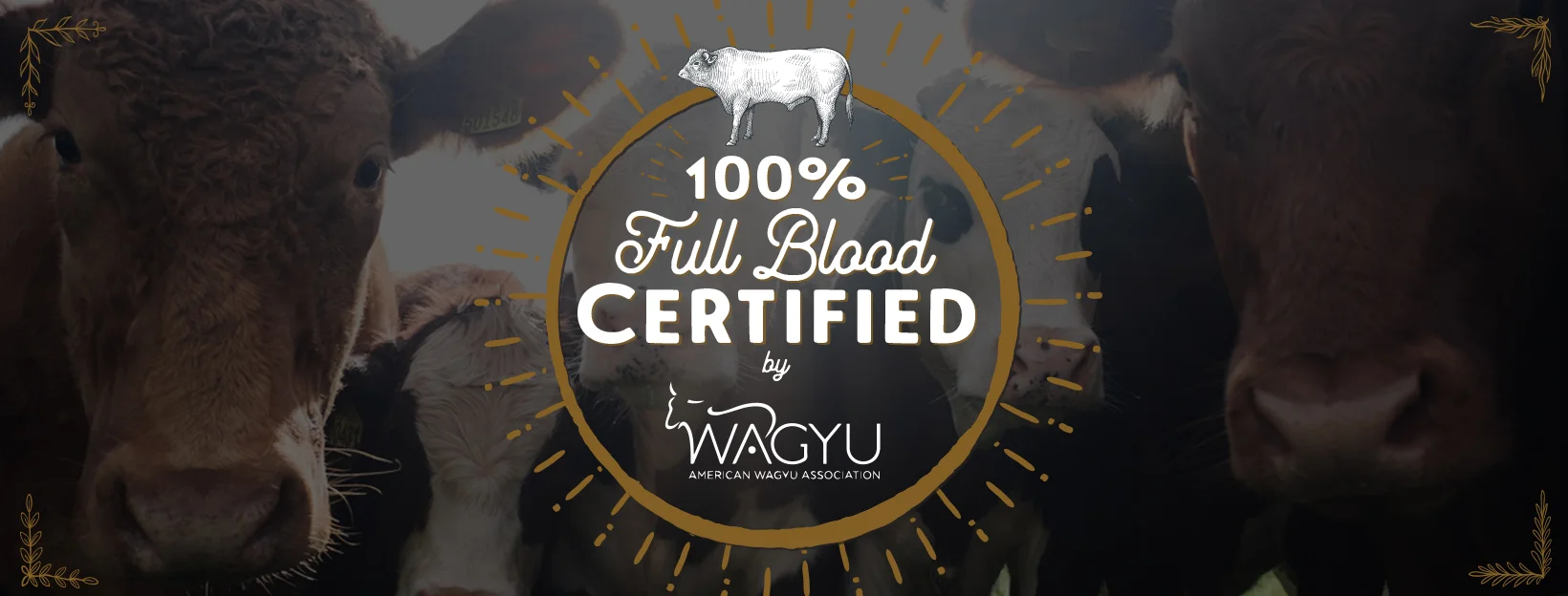 Midlake Wagyu - Facebook Cover.jpg