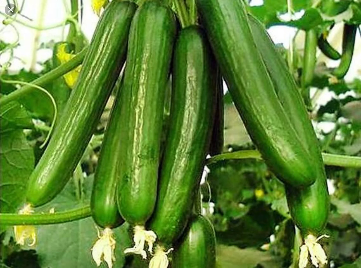 Eastern Produce Concern Inc