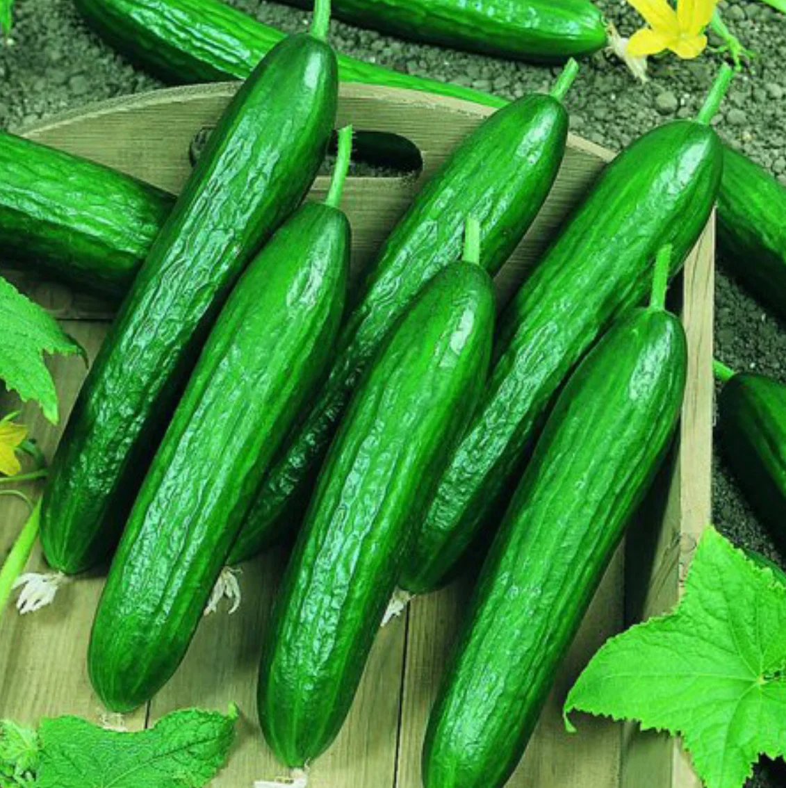 Eastern Produce Concern Inc
