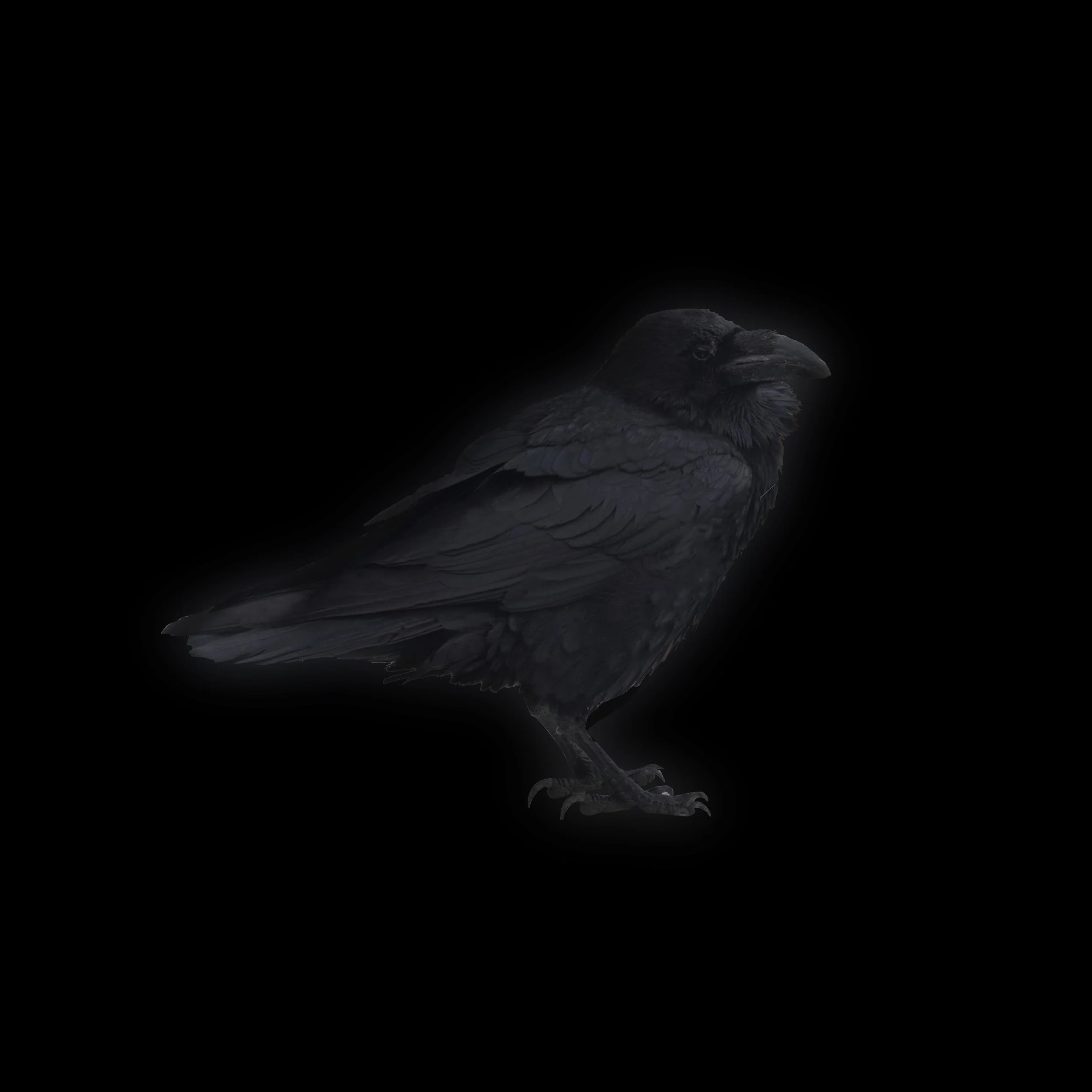 WEEZER_QVC_RAVEN.jpg