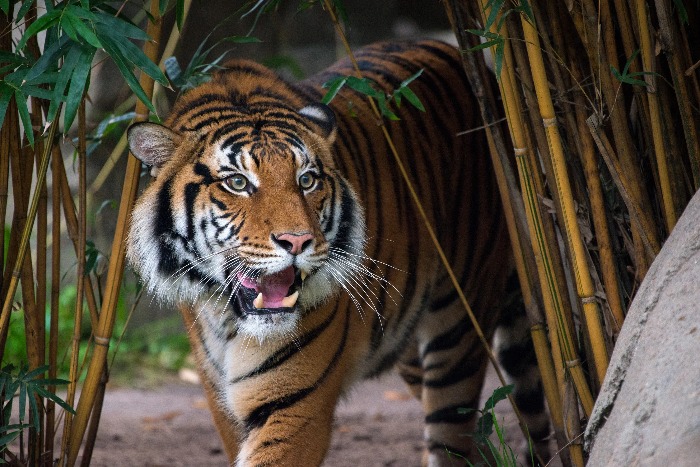 Houston Zoo