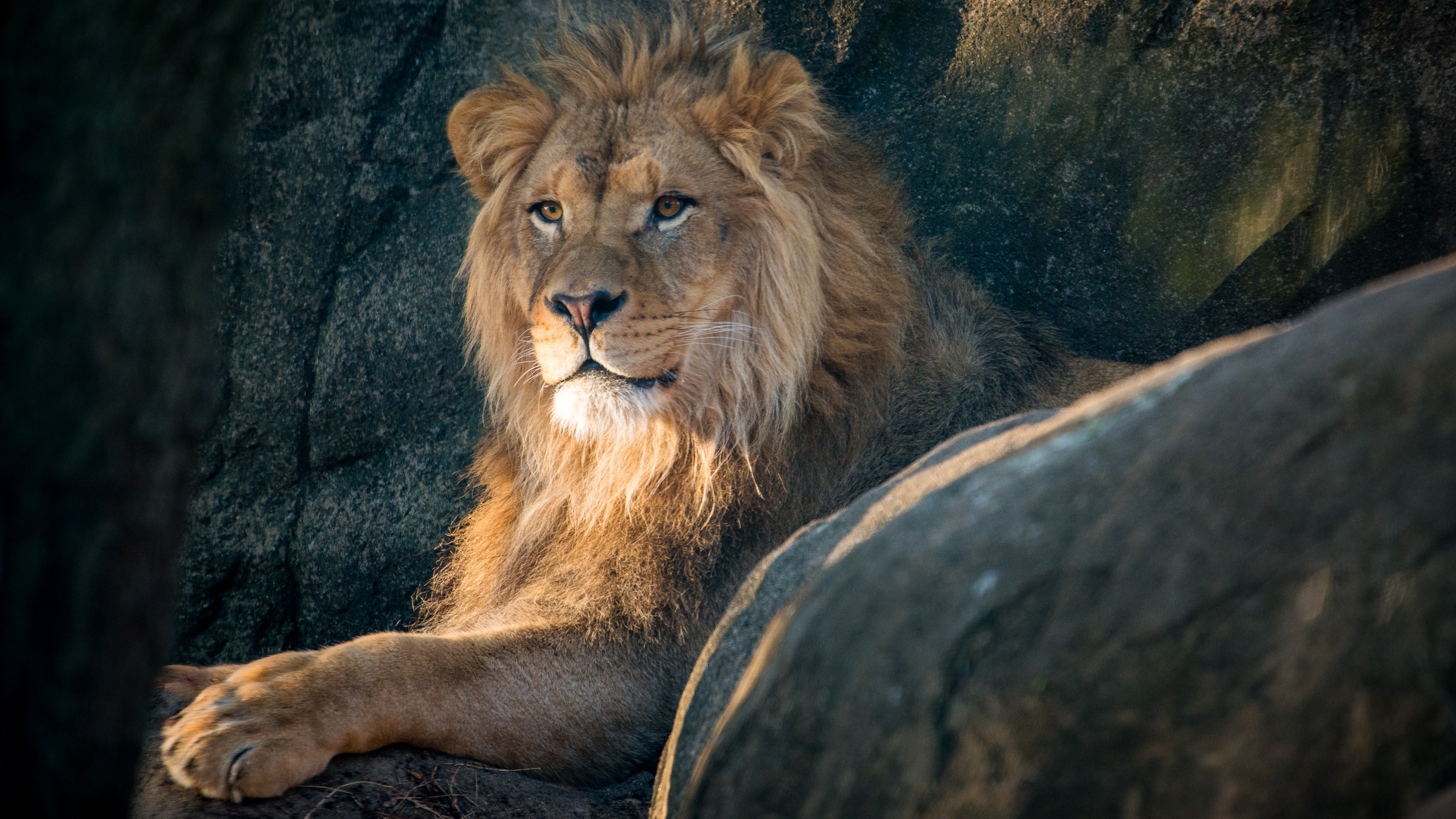 African Lion Hasani-0013-9155 photo by Stephanie Adams.jpg