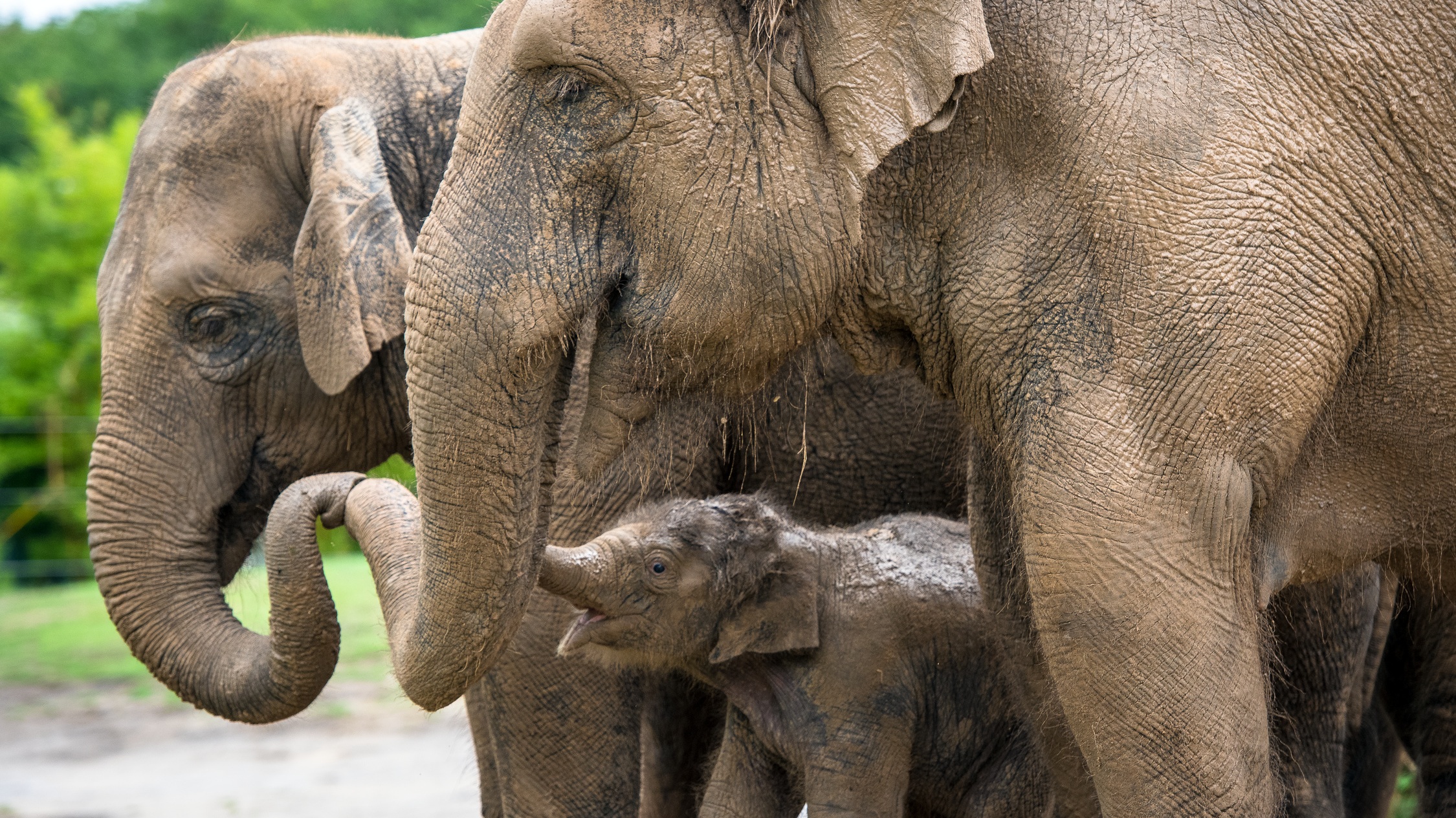 Baby Elephant Tilly-0015-0898 photo by Stephanie Adams.jpg