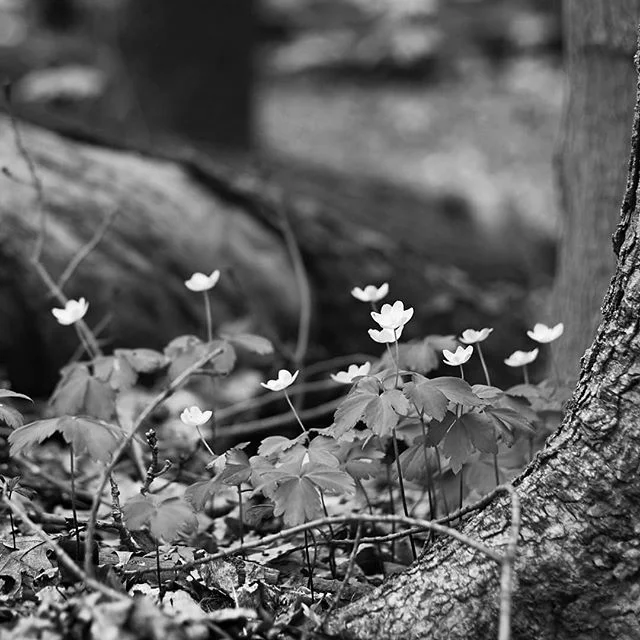Hepatica

Vigorous spring ephemeral.

#hepatica #ontario #monochromemay