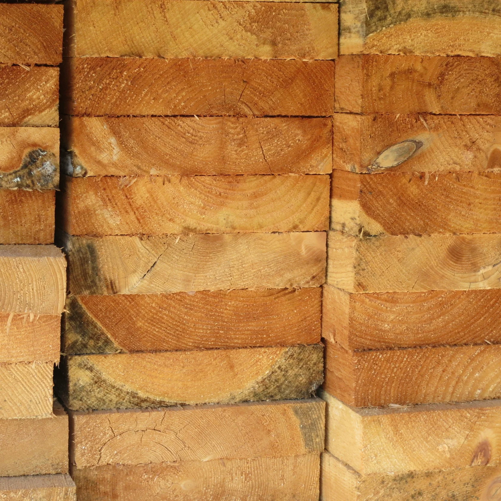 Lumber yard butts.JPG