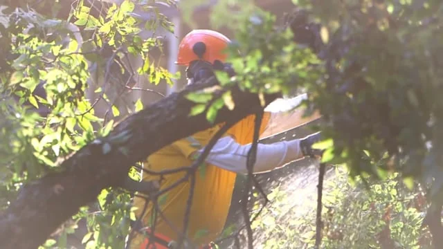 2 Min. Editorial Video