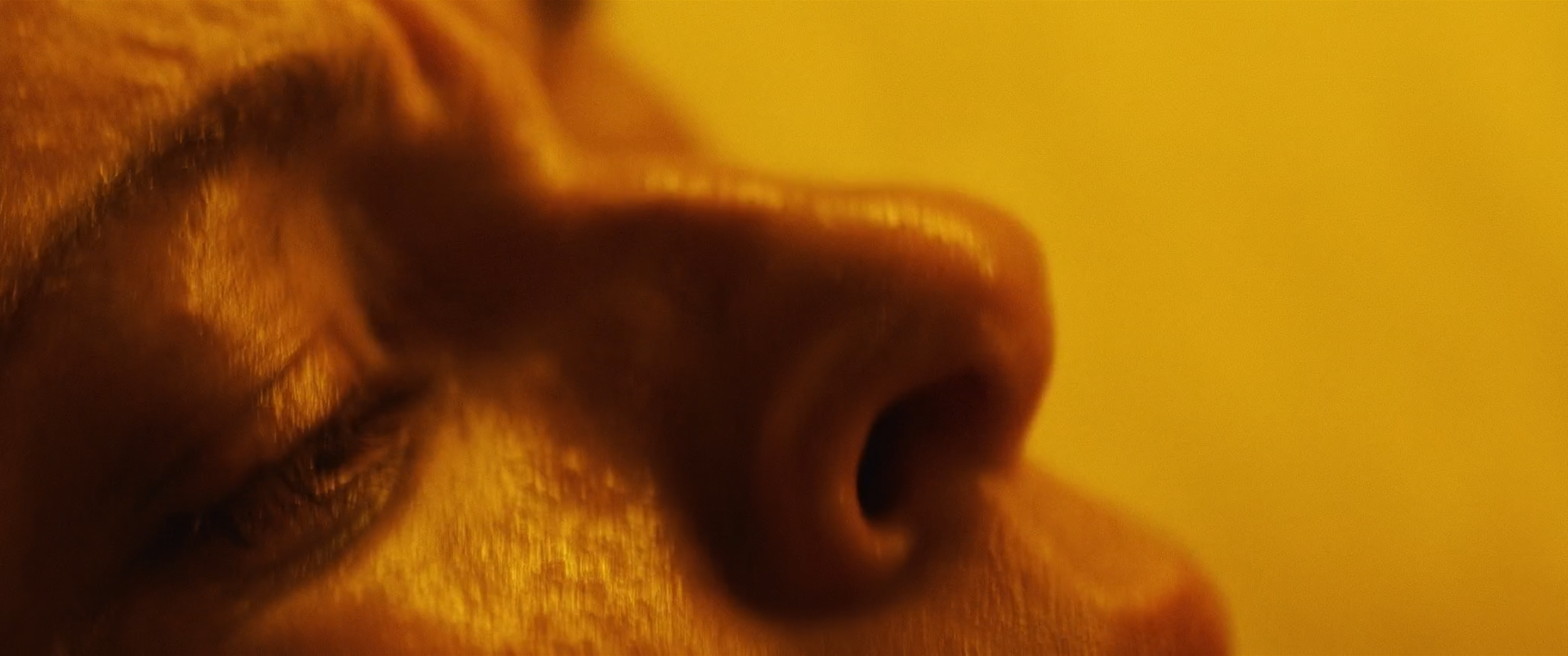 Close-up of a person's nose and part of their eye, with a yellow background.
