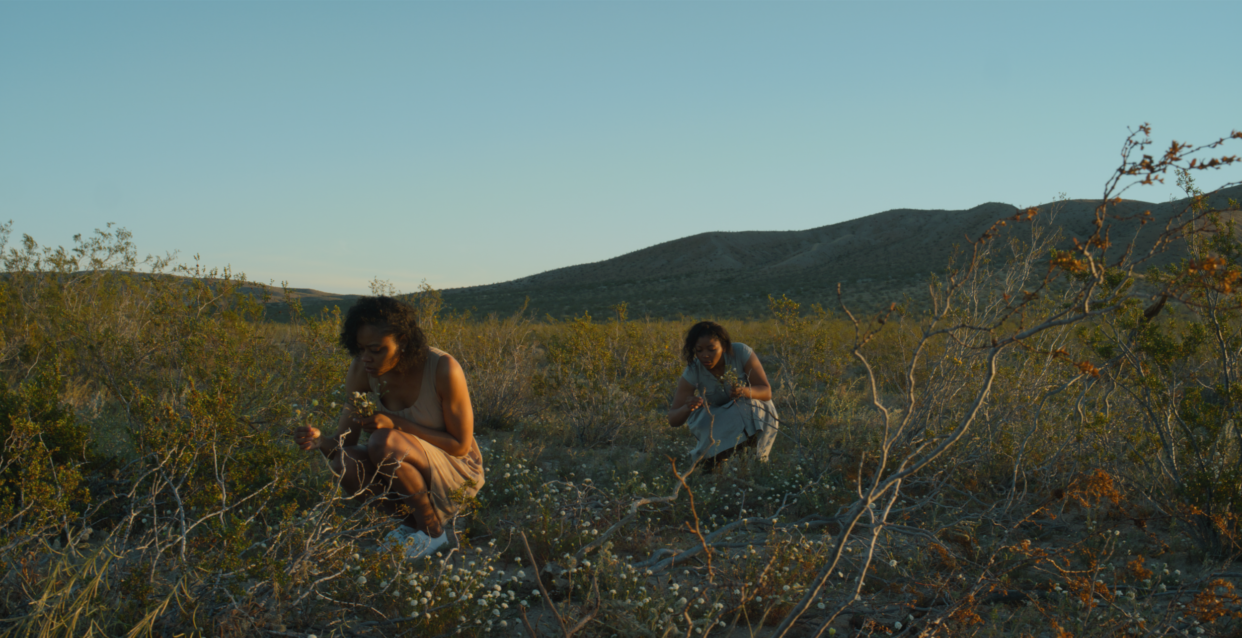Two women with curly hair crouch down among desert shrubs, collecting plants or flowers, in a dry landscape with hills in the background during sunset or early evening.