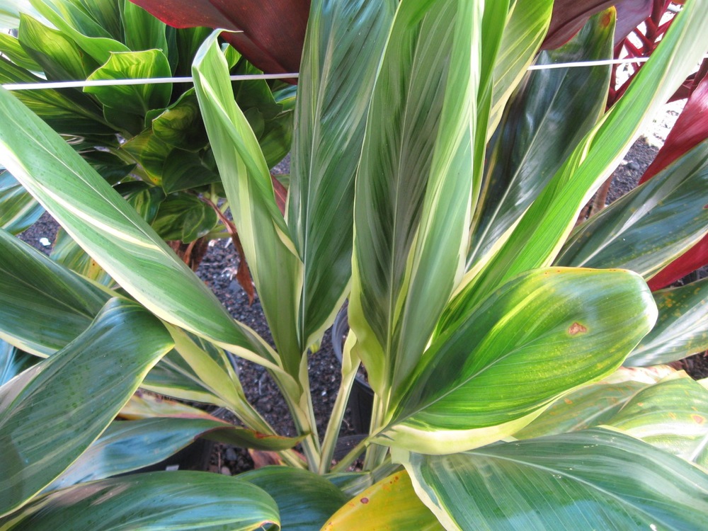 Green Ti Plant.jpeg