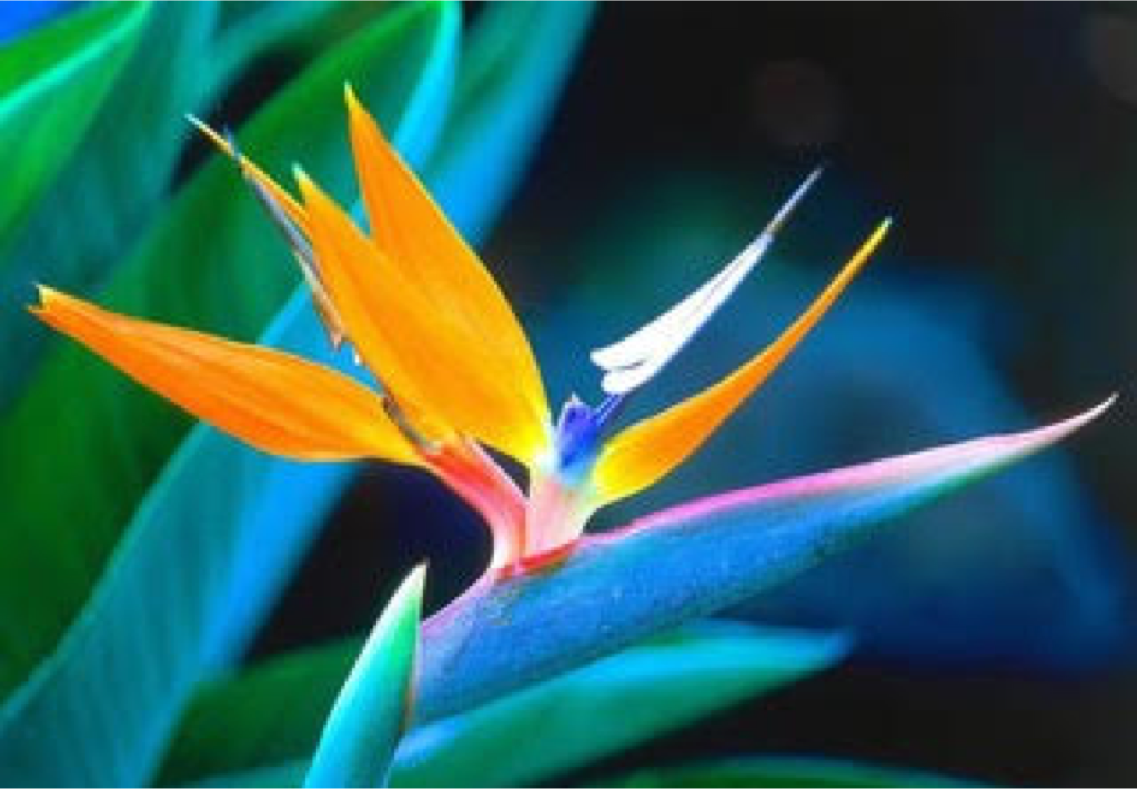 Birds of Paradise.png