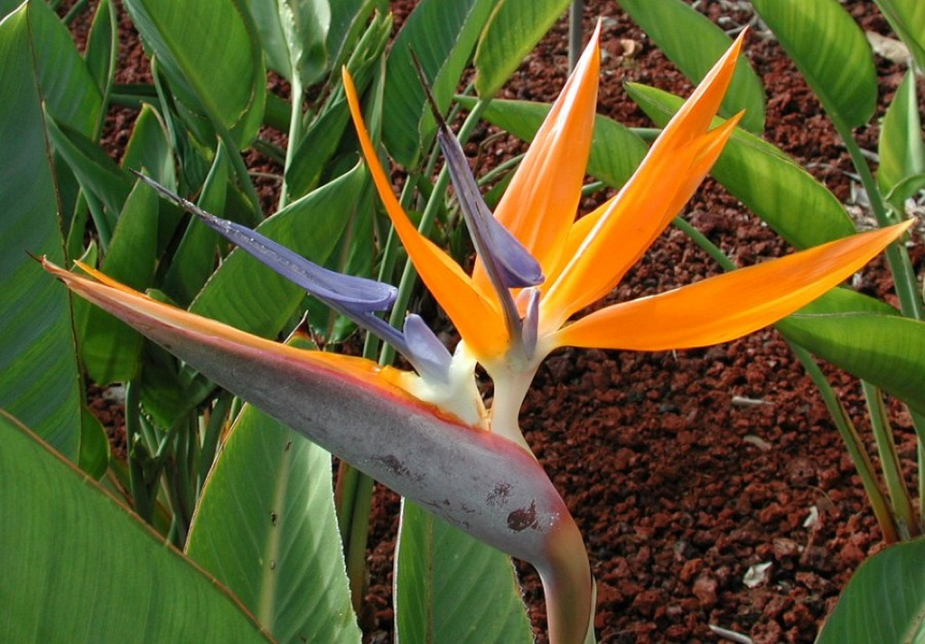 Birds of Paradise 1.png