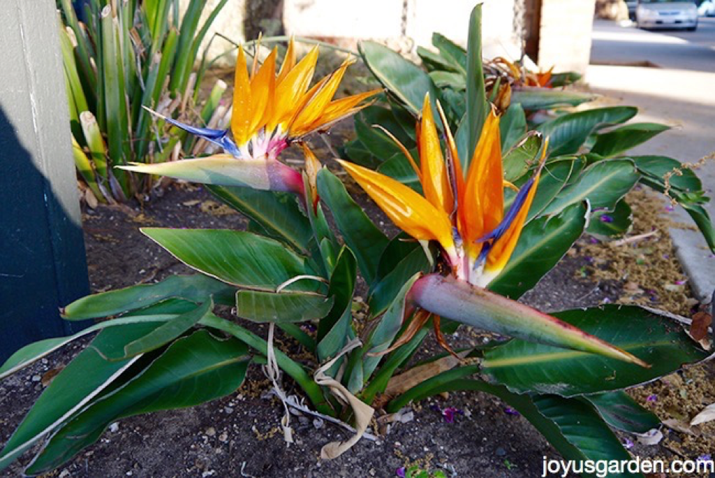 Birds of Paradise 2.png