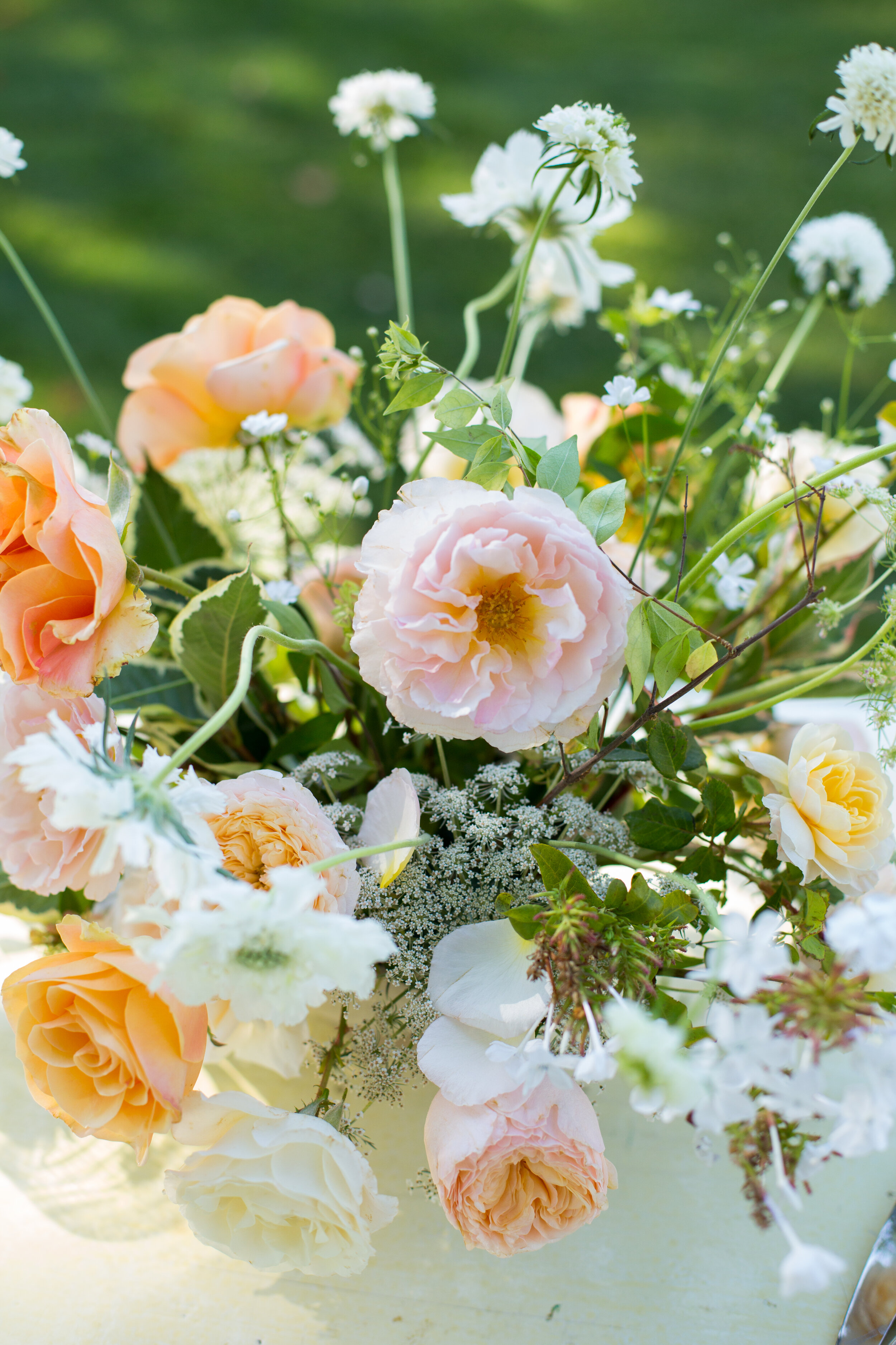 Boxwood Avenue Sanoma Retreat Lacroix Marketing Design