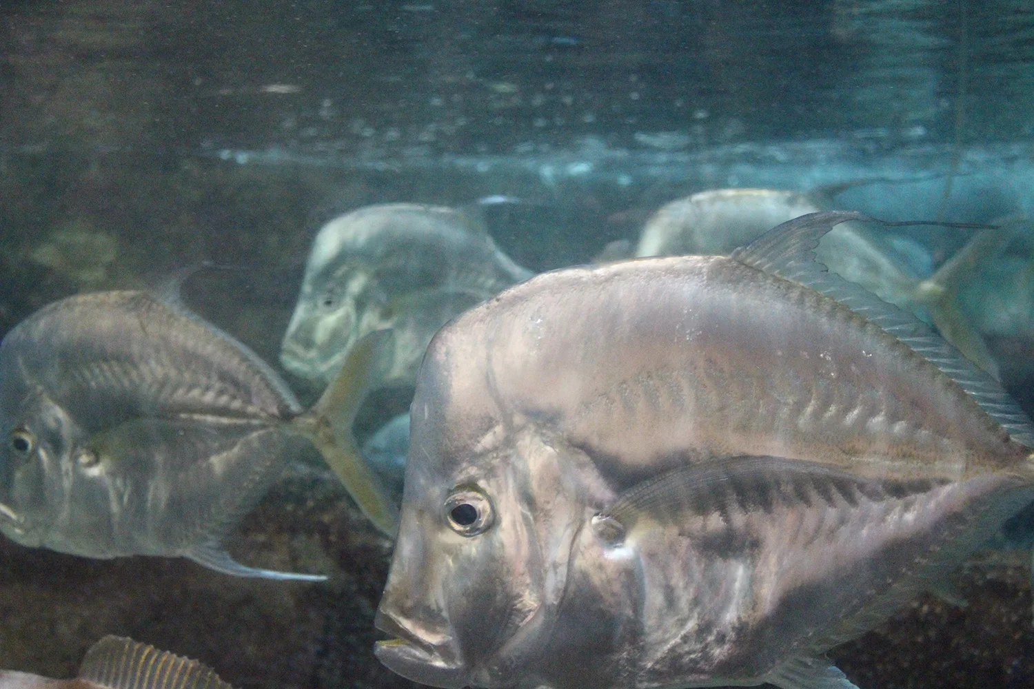 silver+fish.jpg