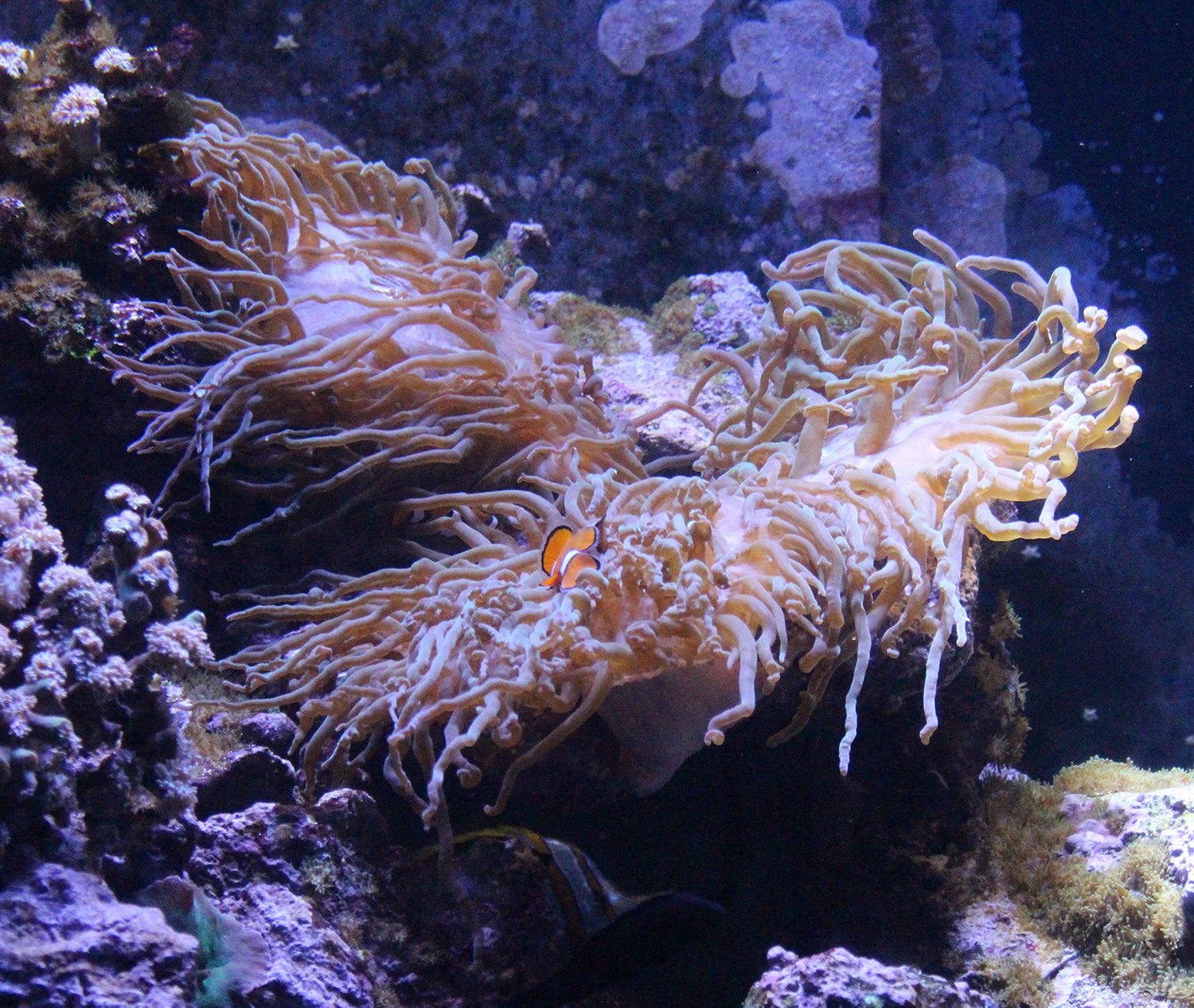 nemo.jpg