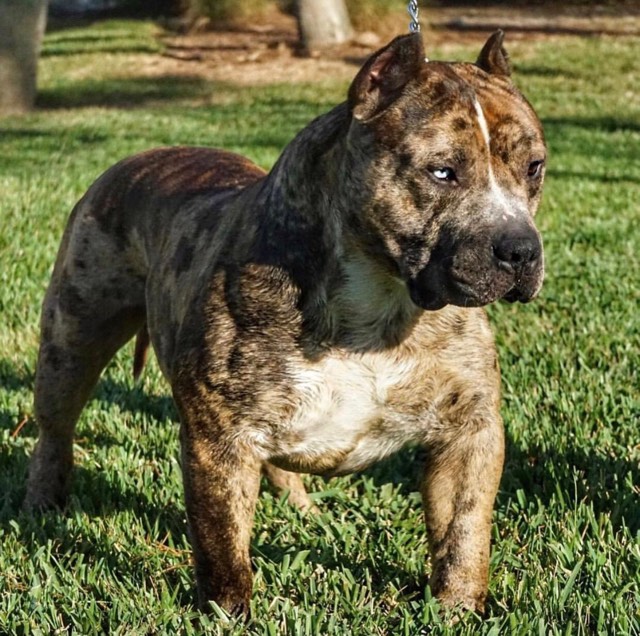 brindle bully puppies for sale