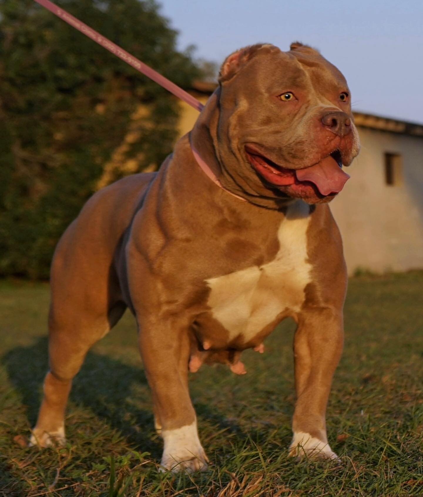 Mandy girl 🦍💓 

Perfection 🤌🏽 💯 

.

. 

. 

#pitbull #pitbullsofinstagram #dog #dogsofinstagram #dogs #pitbulls #puppy #americanbully #pitbulllove #love #bully #apbt #pitbullpuppy #bullybreed #pit #dogstagram #dontbullymybreed #pitbullgram #dog