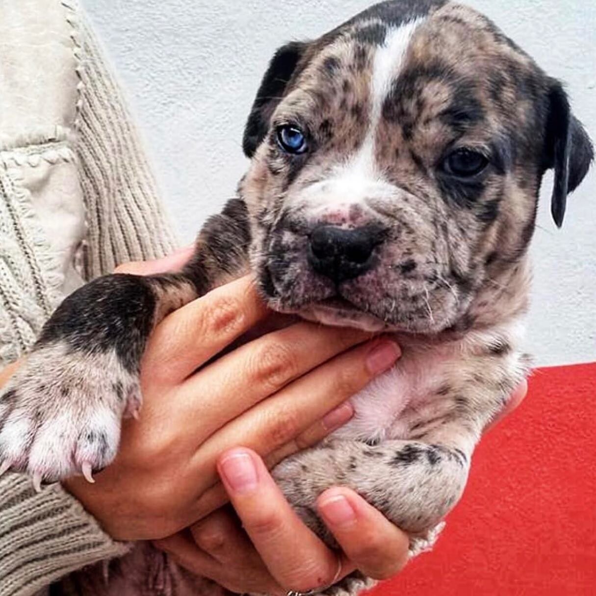 Such a little handsome 🥹😍 

.

#pitbull #pitbullsofinstagram #dog #dogsofinstagram #dogs #pitbulls #puppy #americanbully #pitbulllove #love #bully #apbt #pitbullpuppy #bullybreed #pit #dogstagram #dontbullymybreed #pitbullgram #dogoftheday #instado