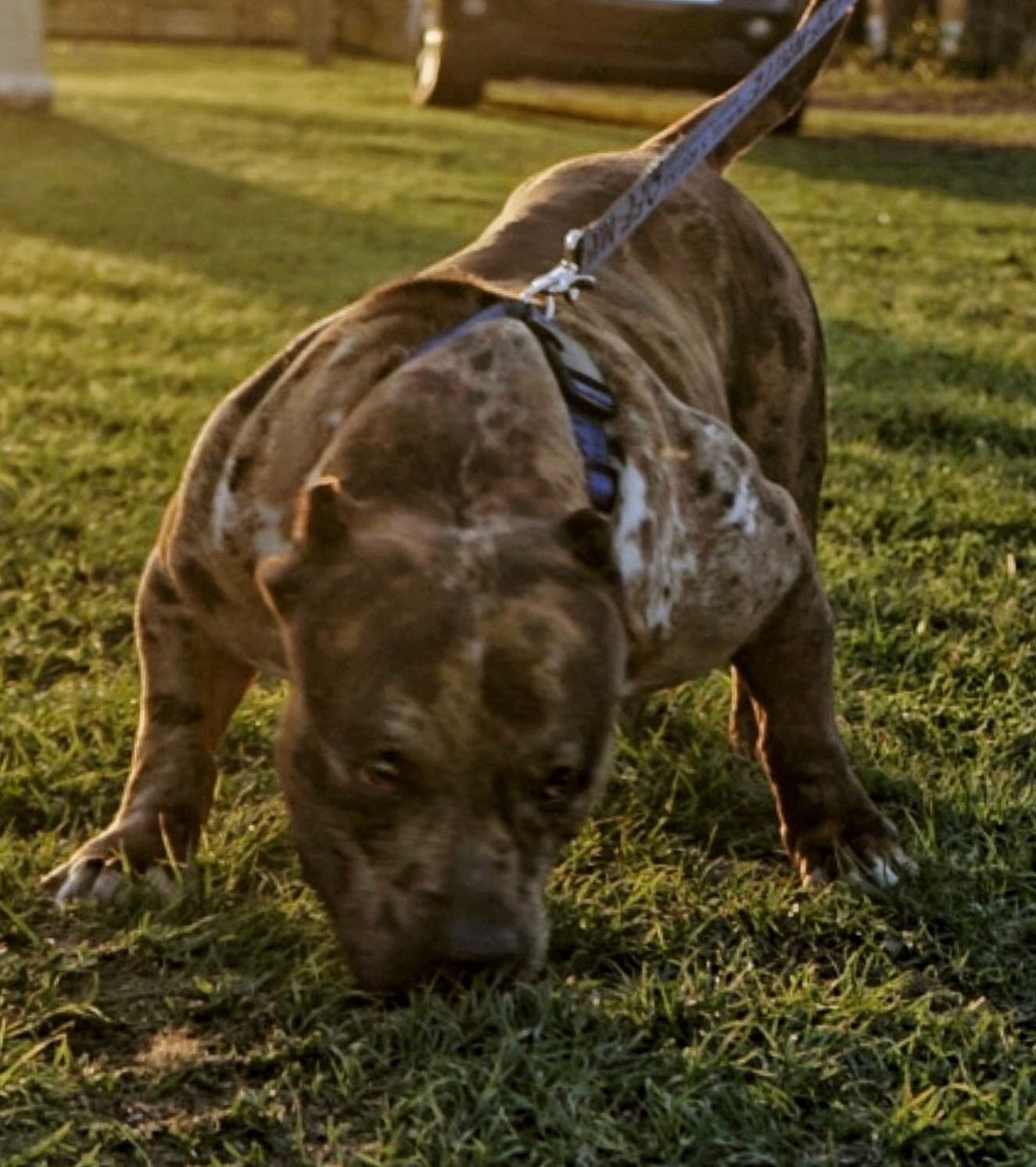 Big Poppa 🦍 

@zaytoven_thebully 

. 

#bullymagazine #life #pocketbully #xlbully #bulldogs #americanbullies #bullterrier #doglife #exoticbully #pitbulls #bullypuppies #franz #bulldoglife #frenchiesofinstagram #cute #doglovers #pet #americanbullys #