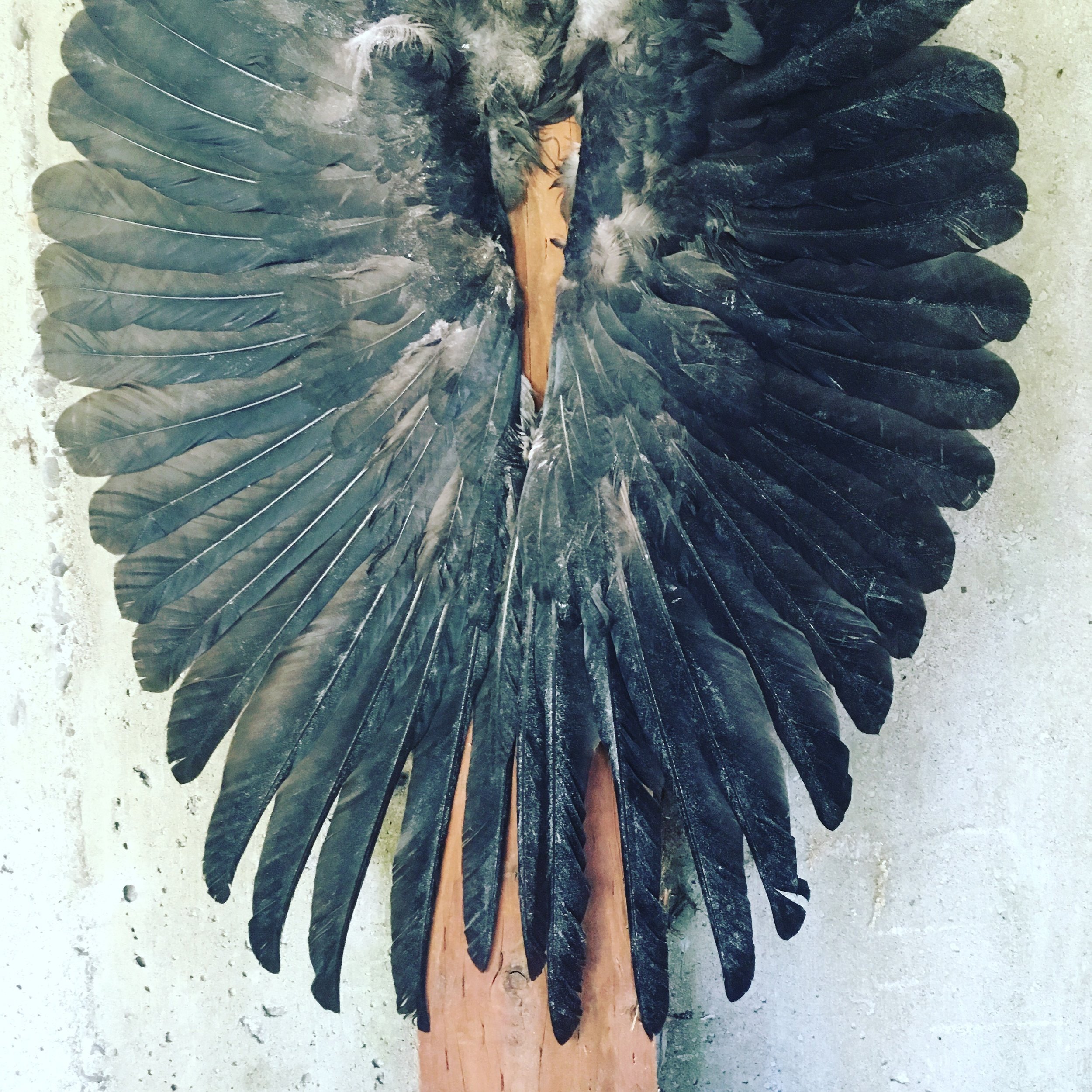 wings.png