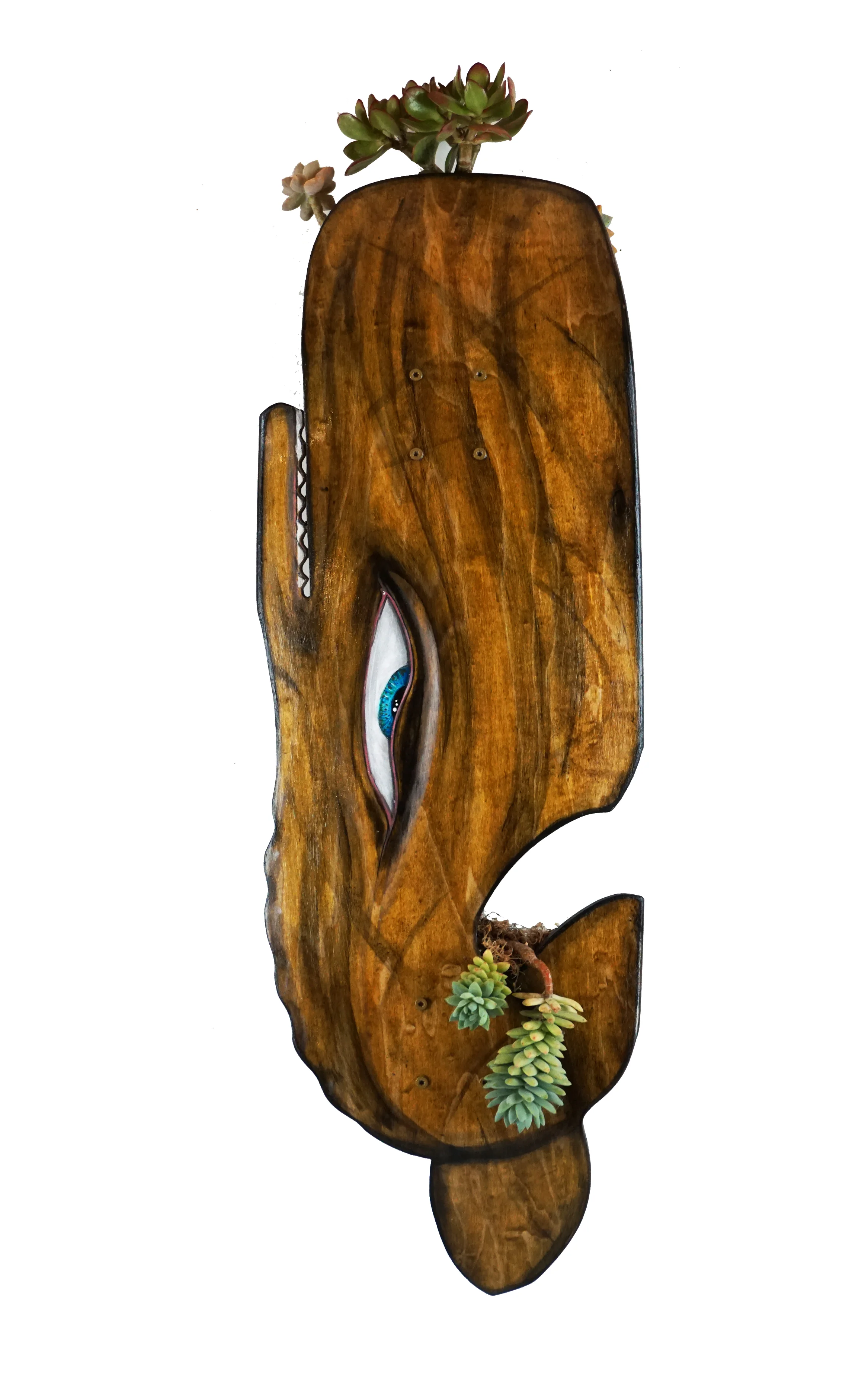 Who Doesn't Like Succulents?