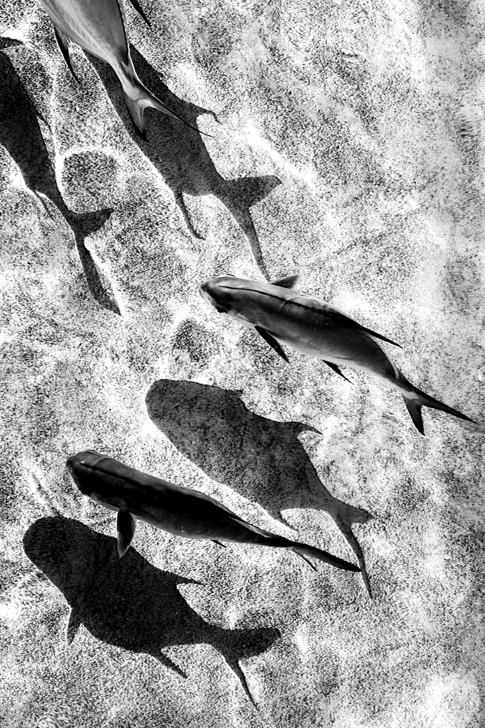 ArtOfB&W_Assgnmt2_005B-1500px.jpg