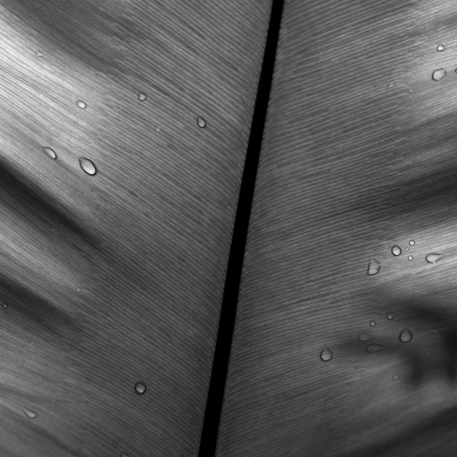 ArtOfB&W_Assgnmt7_7-1500px.jpg