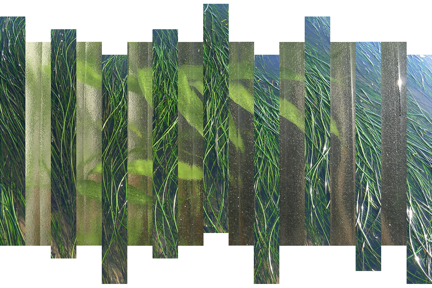 SeaweedFINAL-1500pxWideNEW.jpg