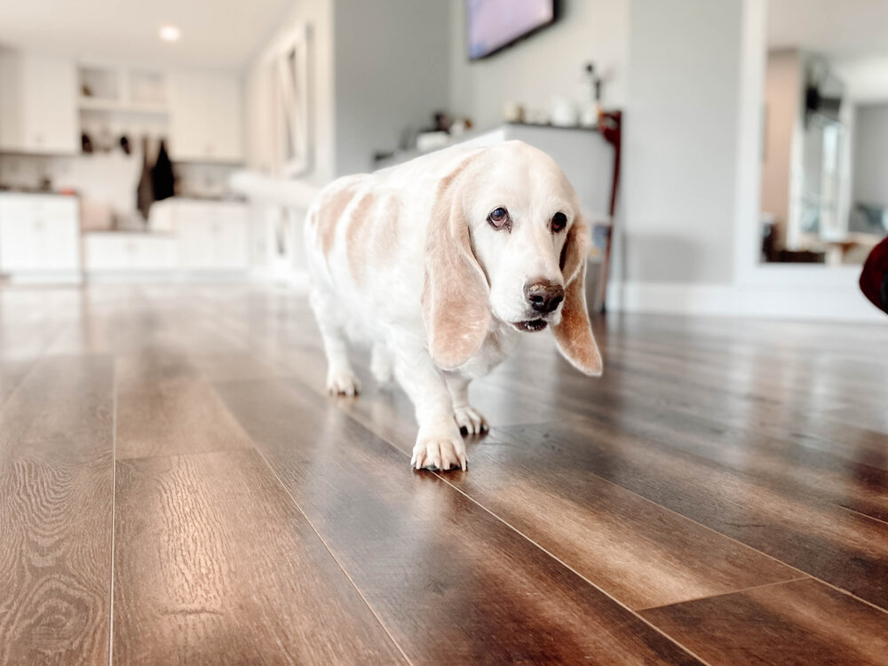 The Perfect Space For Your Dog, Is Vinyl Flooring Good With Dogs