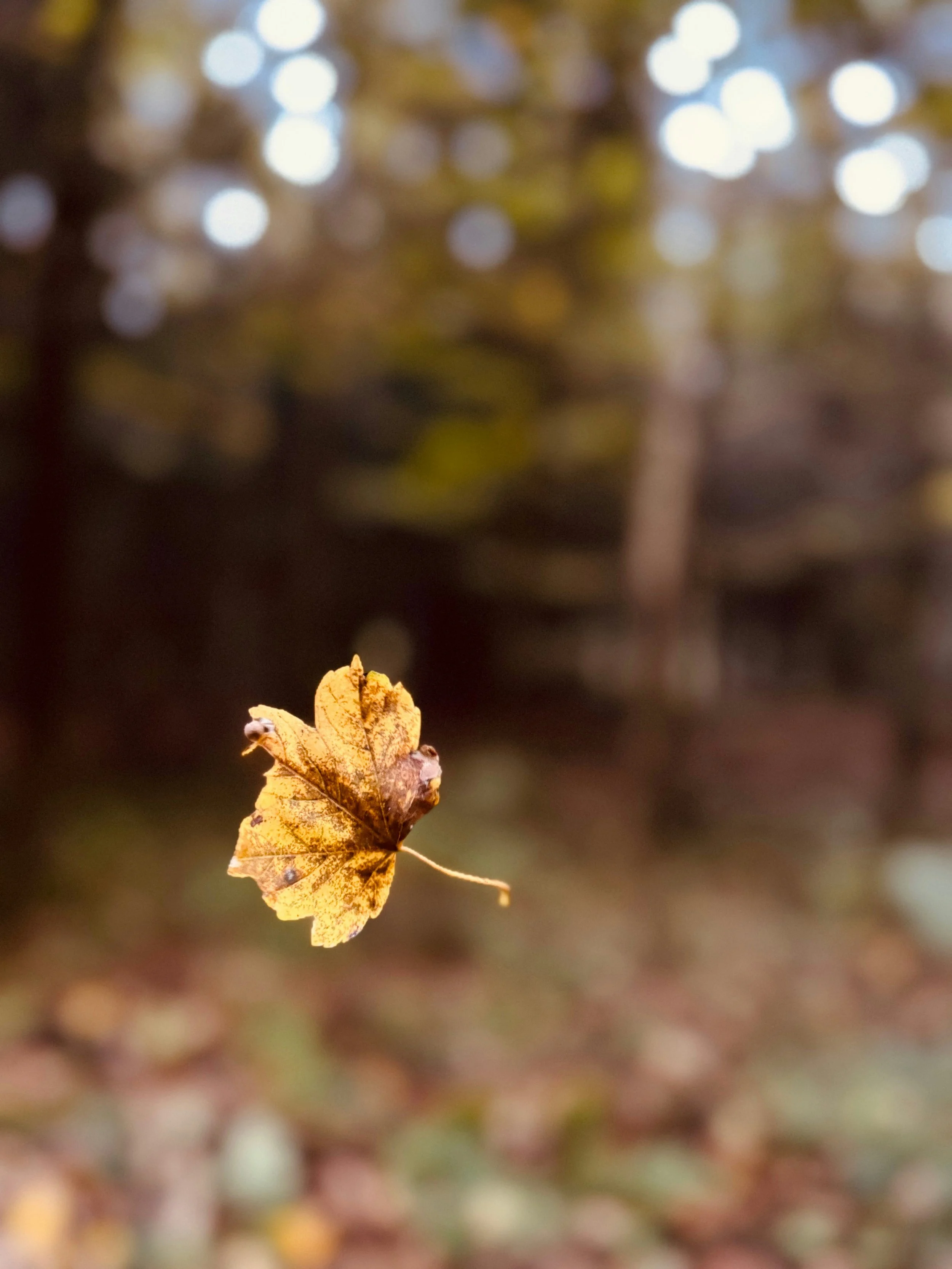 This Fall, Don’t FALL for this!