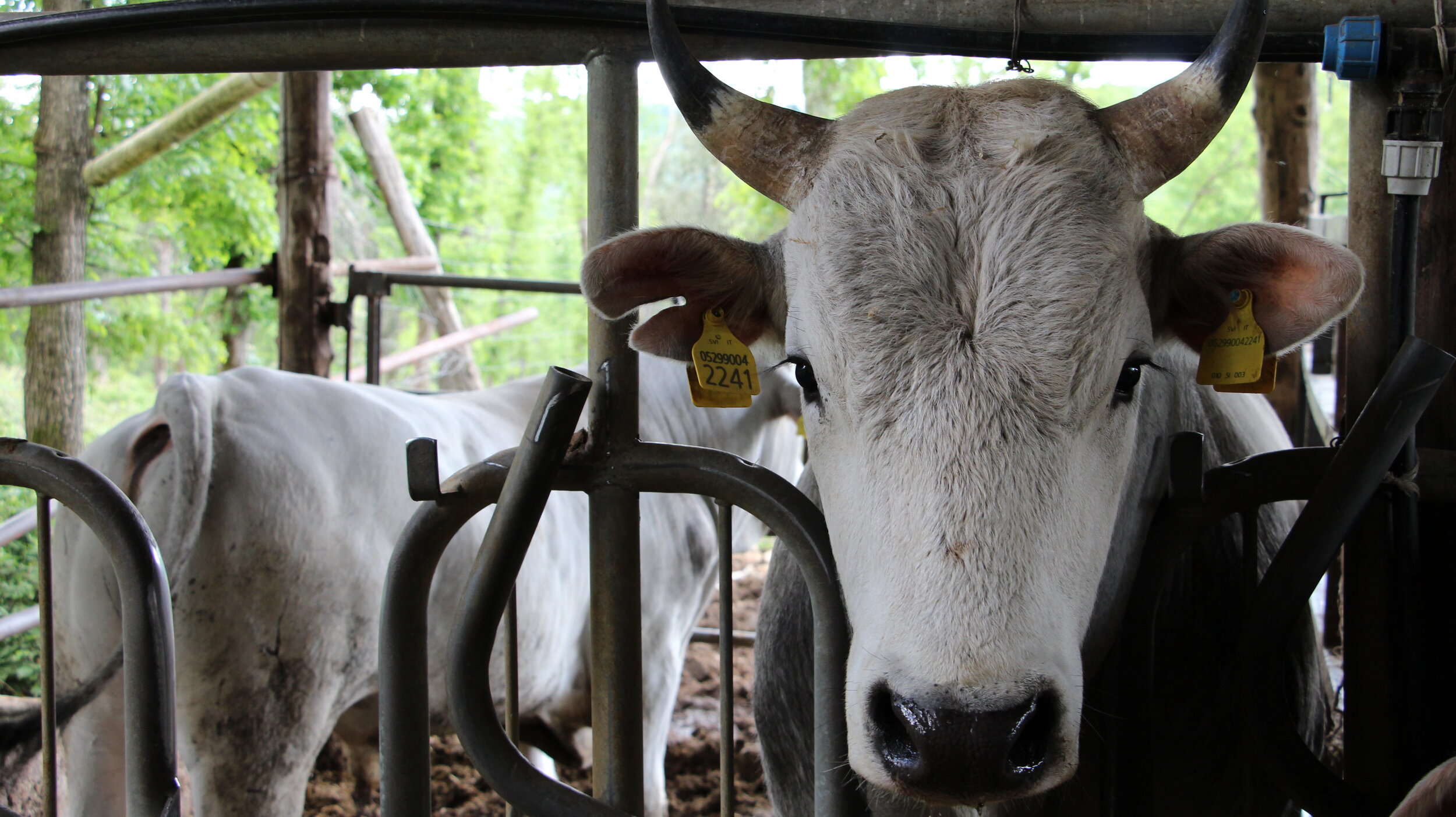 Sustainable Food Enterprises in Rural Areas (Videographer)