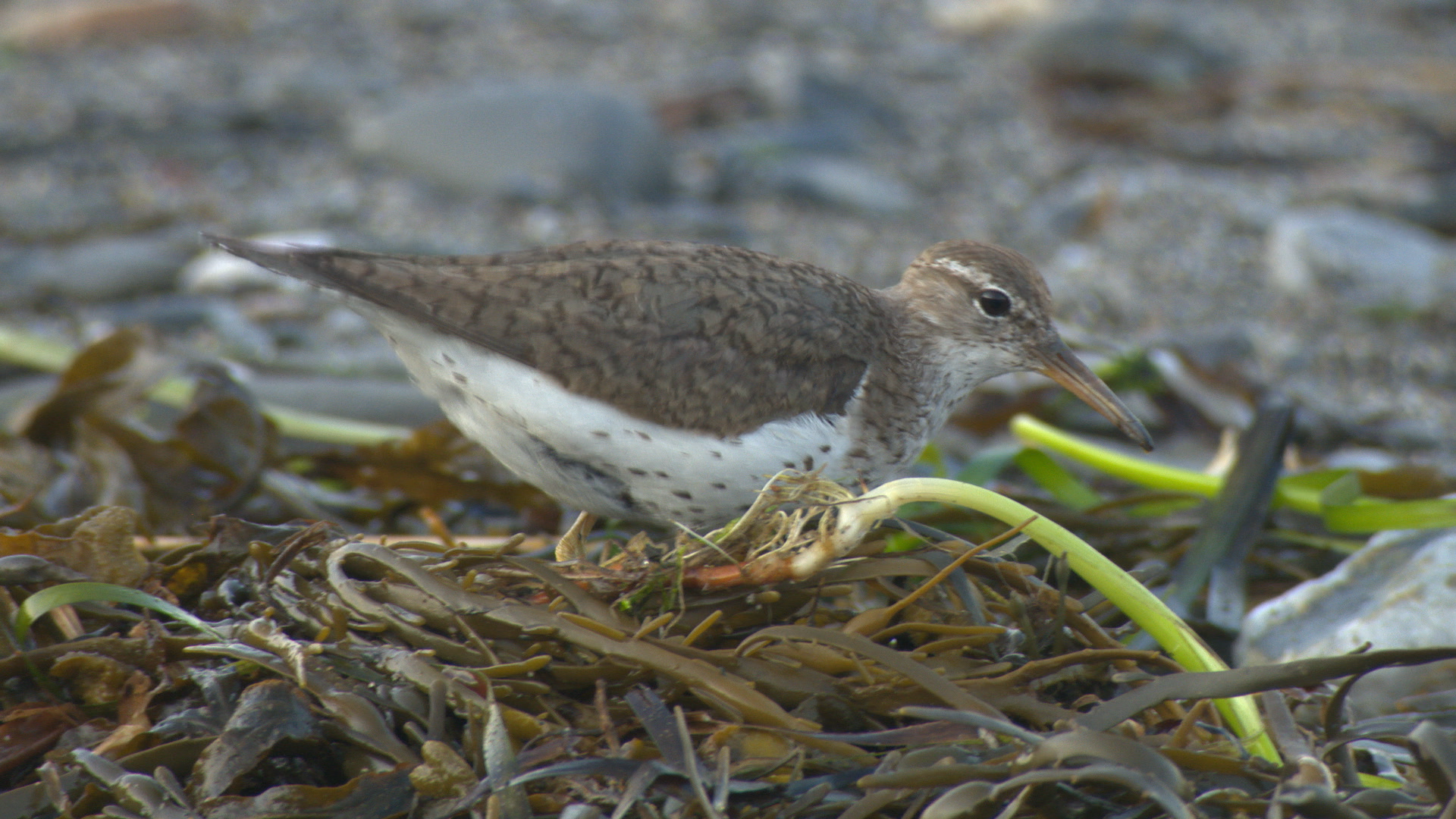 Spotted Sandpiper excerpt (editor)