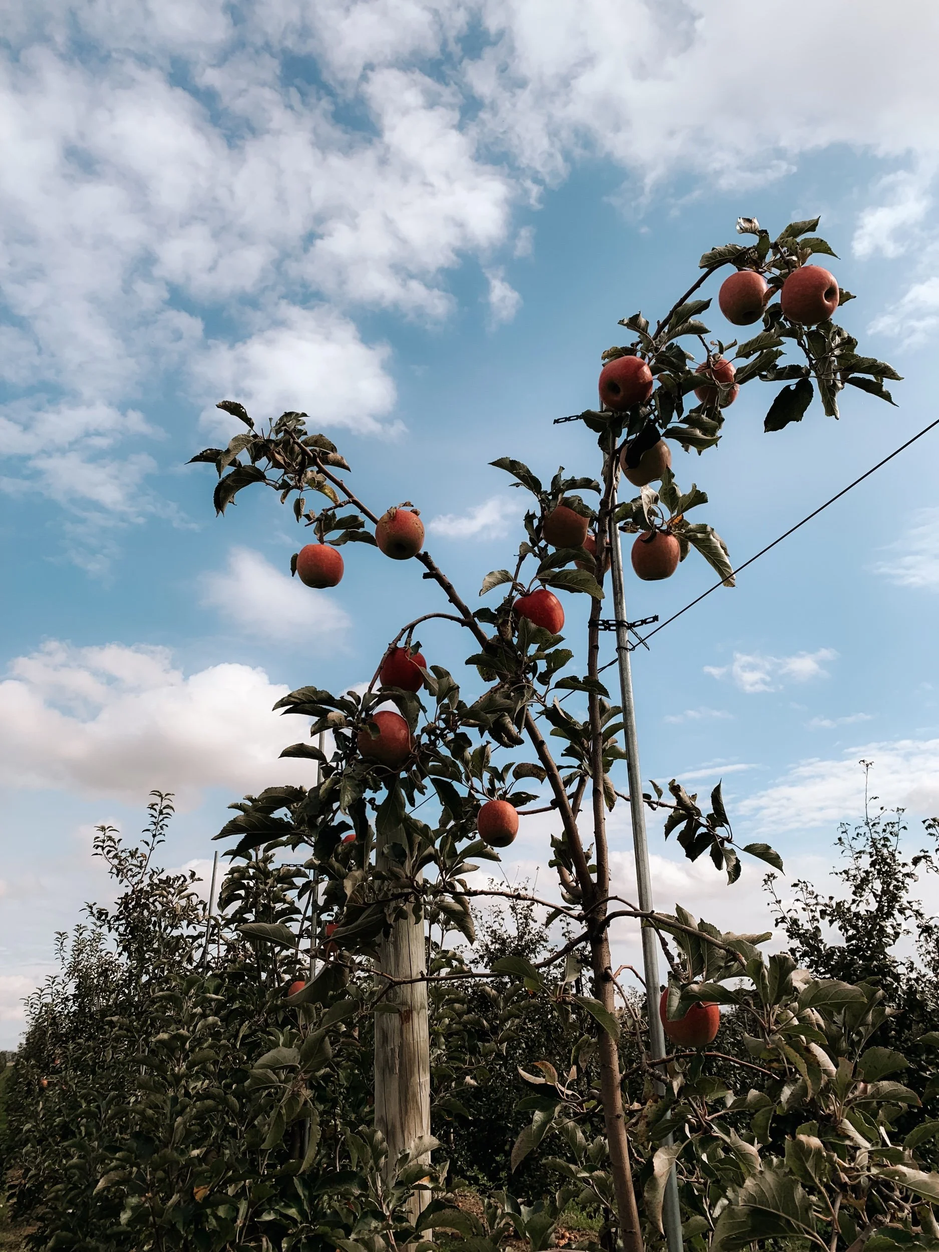A Day At The Apple Orchard