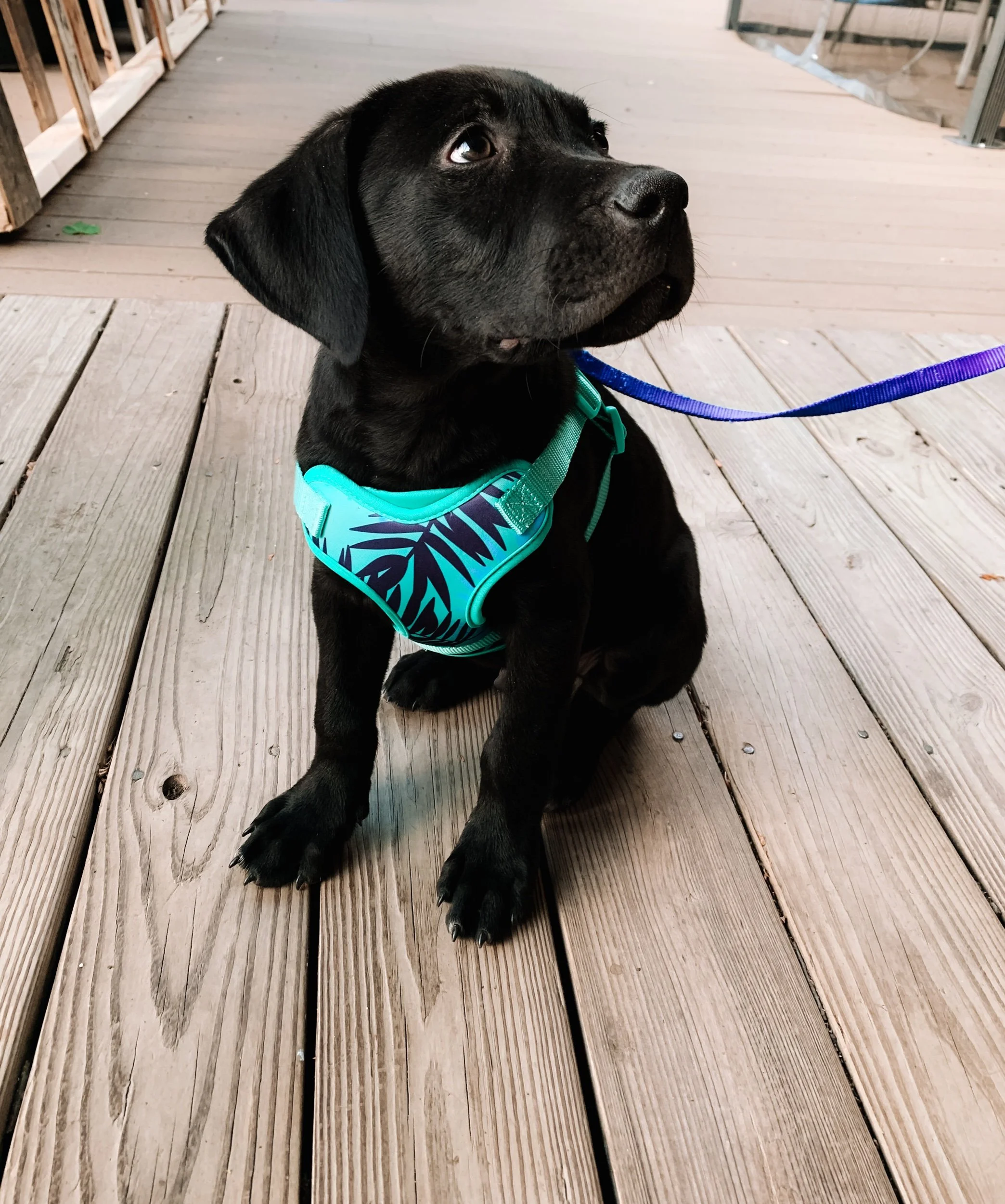 Blogmas Day 2 - National Mutt Day