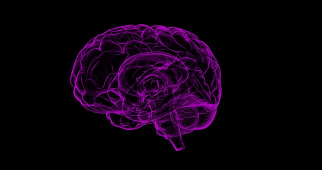 brain.jpg