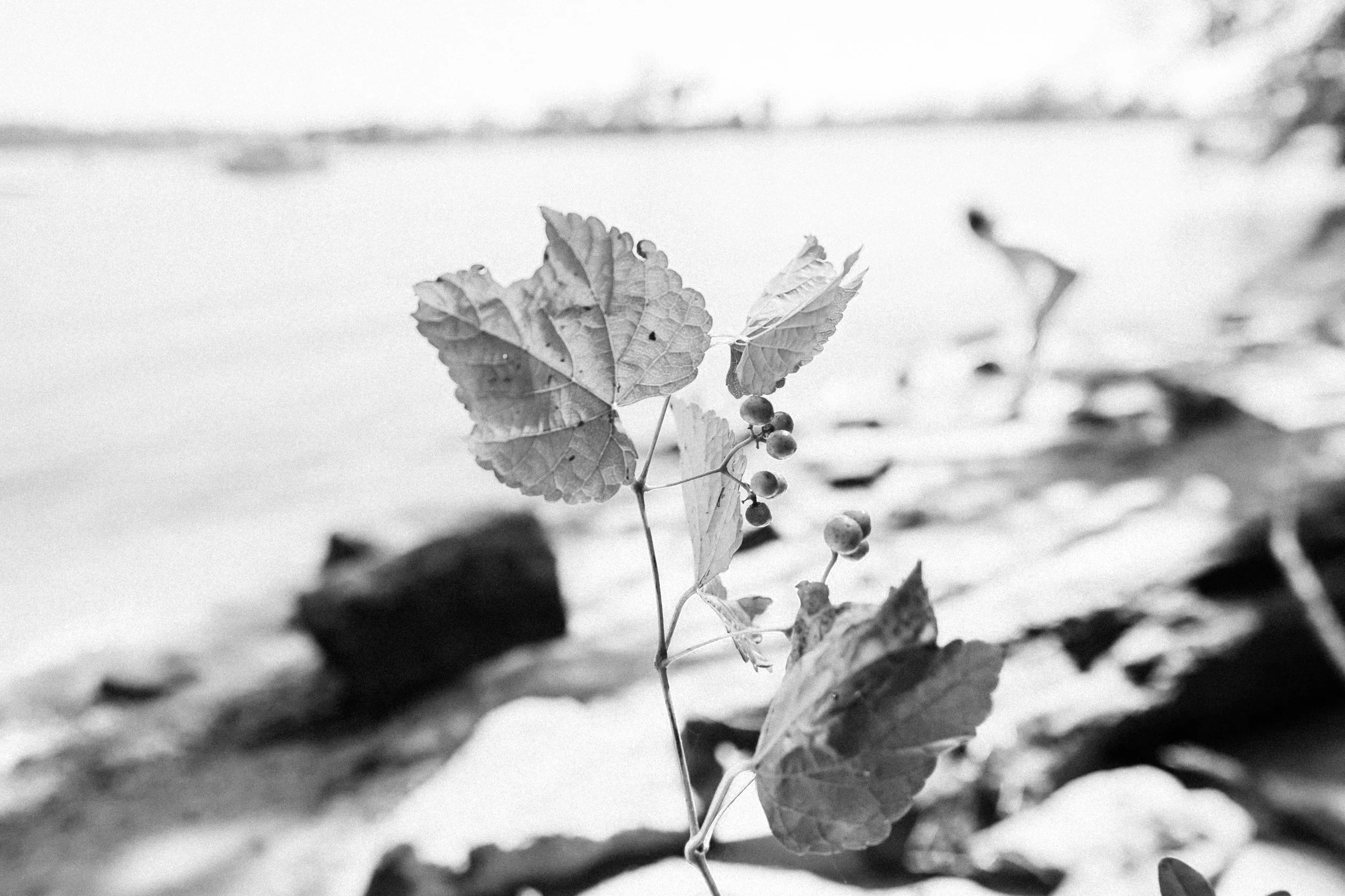 A close-up of a plant with broad leaves and small berries, resting on a snowy or icy surface, with a blurred background of water and distant shoreline.