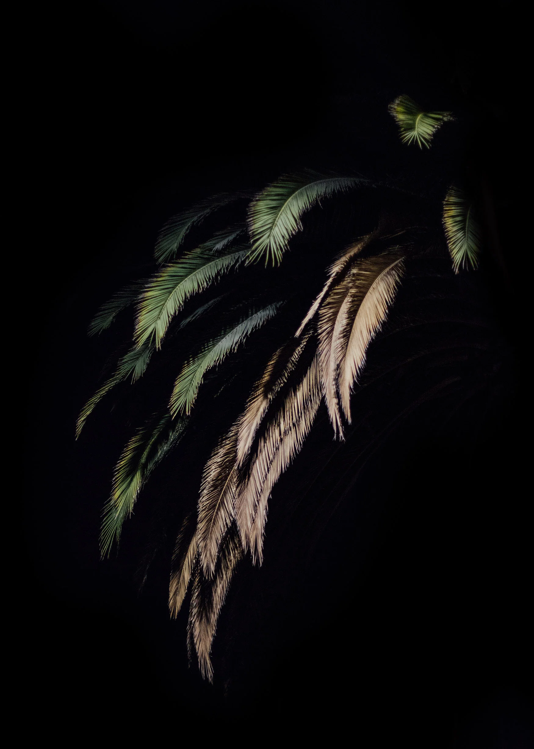 Palms.jpg