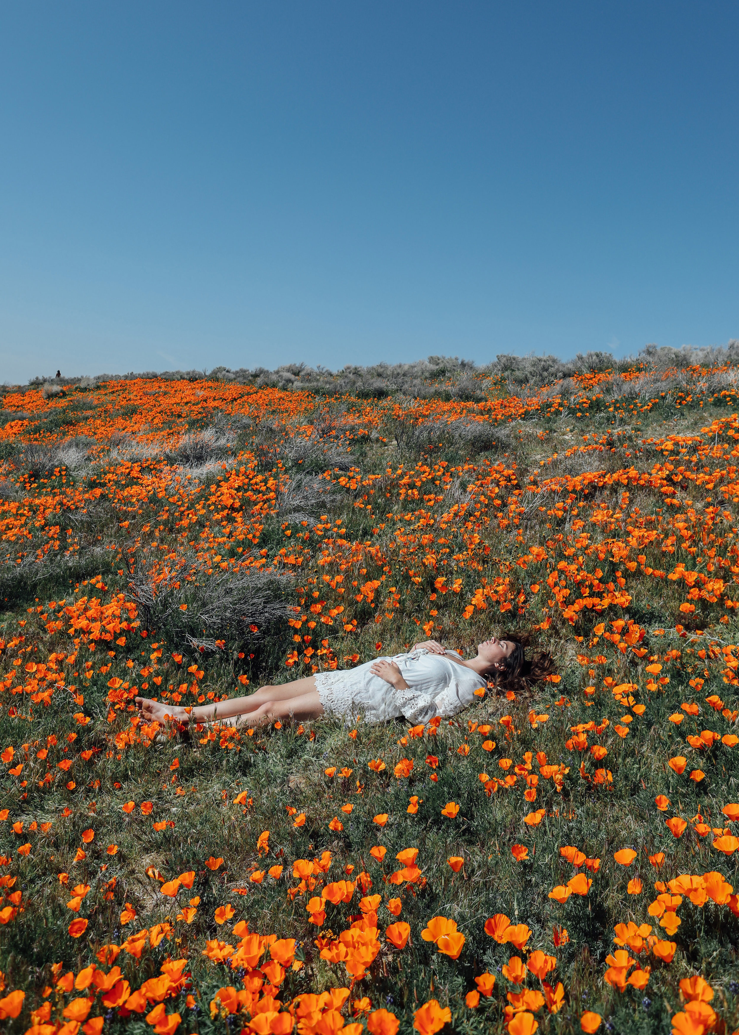 Rachel Poppies.jpg