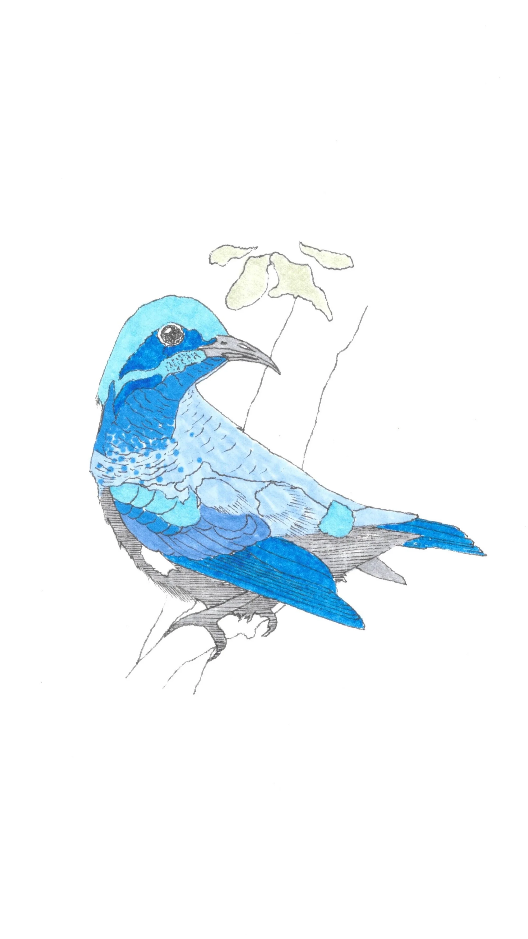 Purple Sunbird