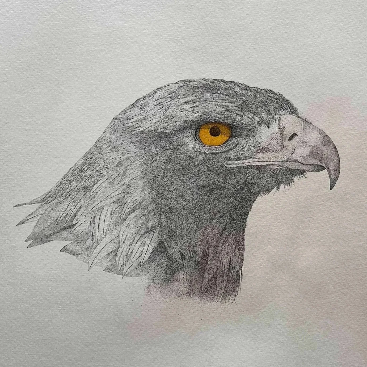 Golden Eagle
